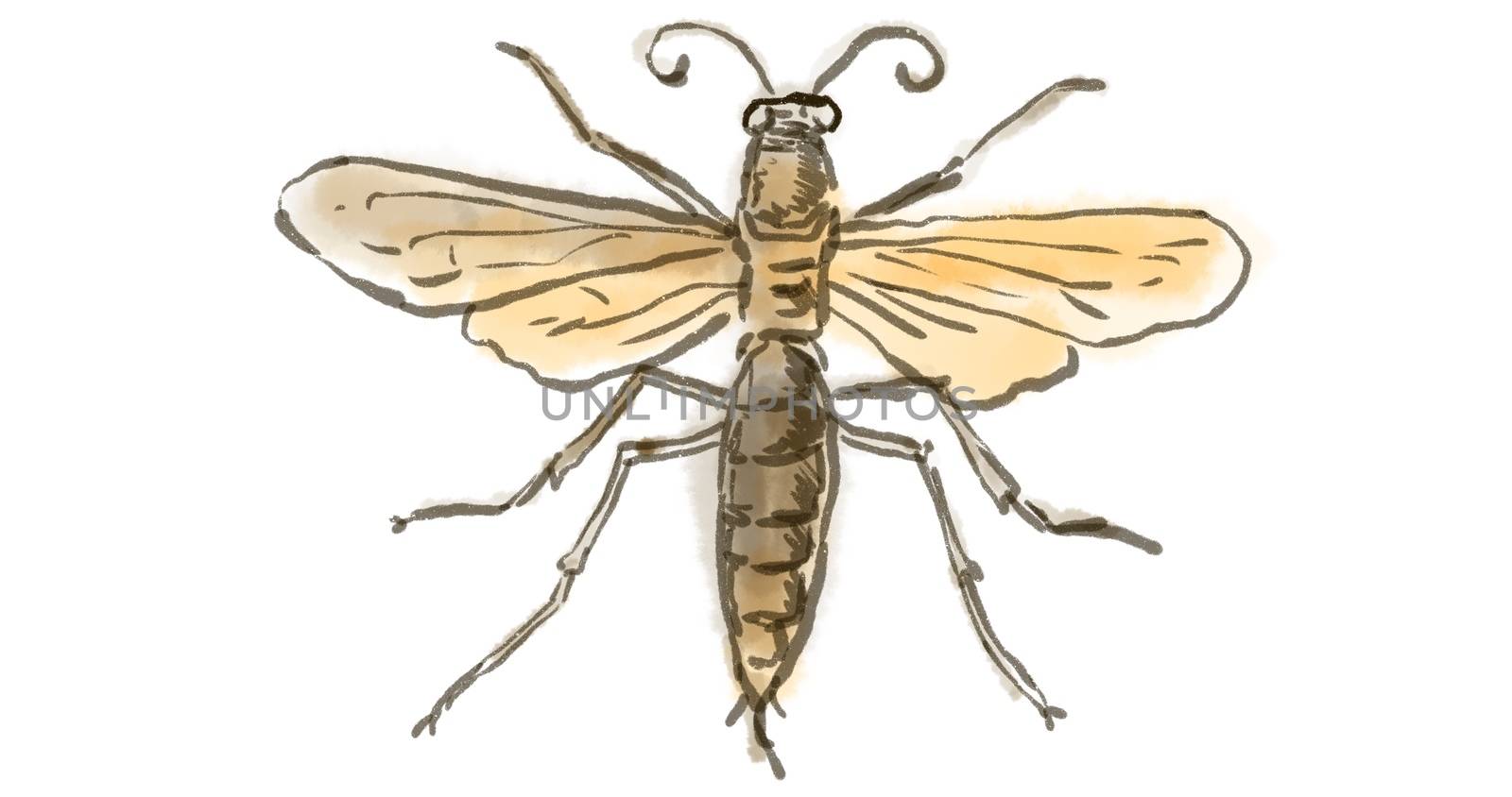 Watercolor drawing of a wasp with wings open on white.