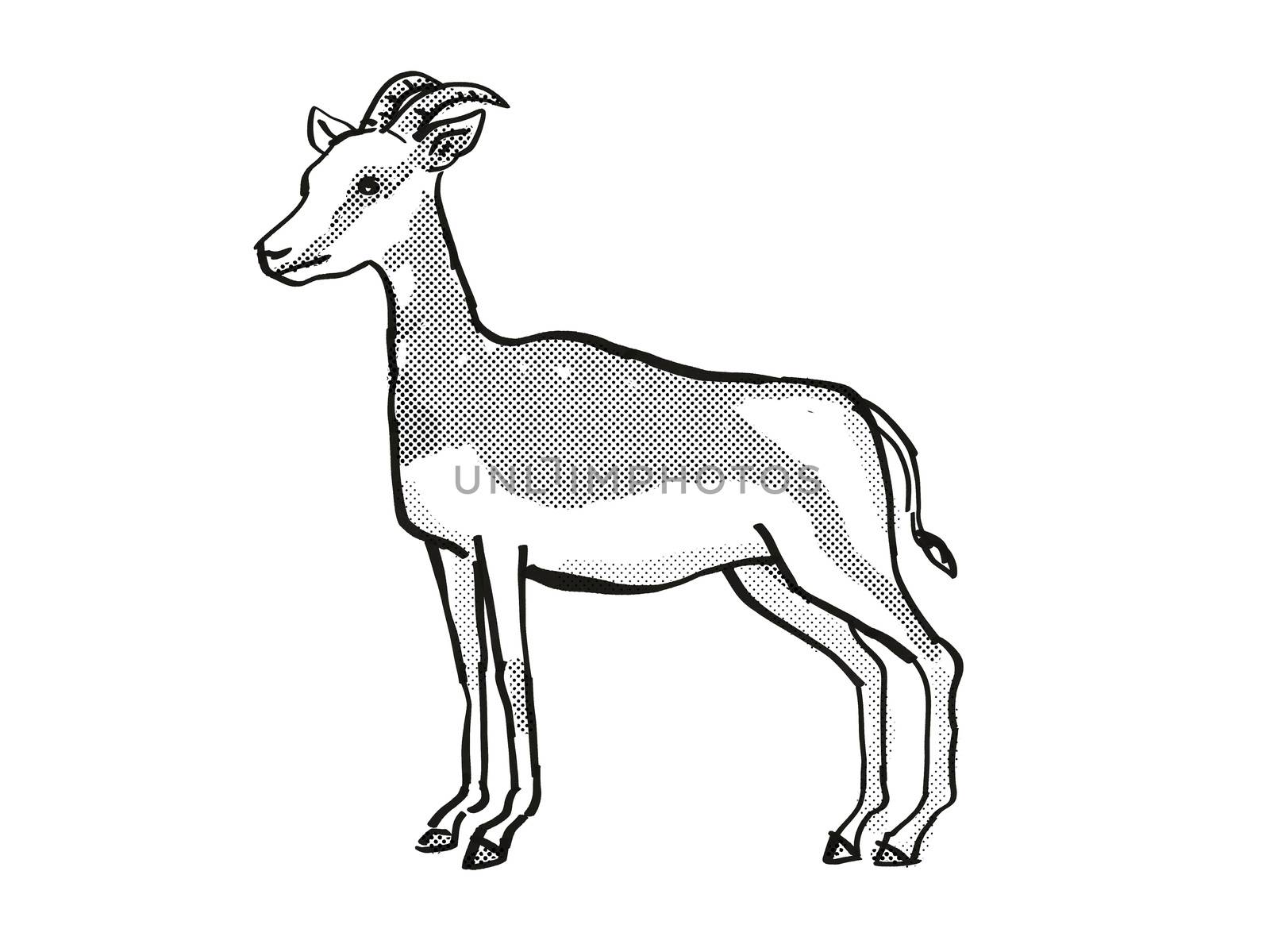 Retro cartoon line drawing style drawing of a Mhorr Gazelle, an endangered wildlife species on isolated background done in black and white full body.
