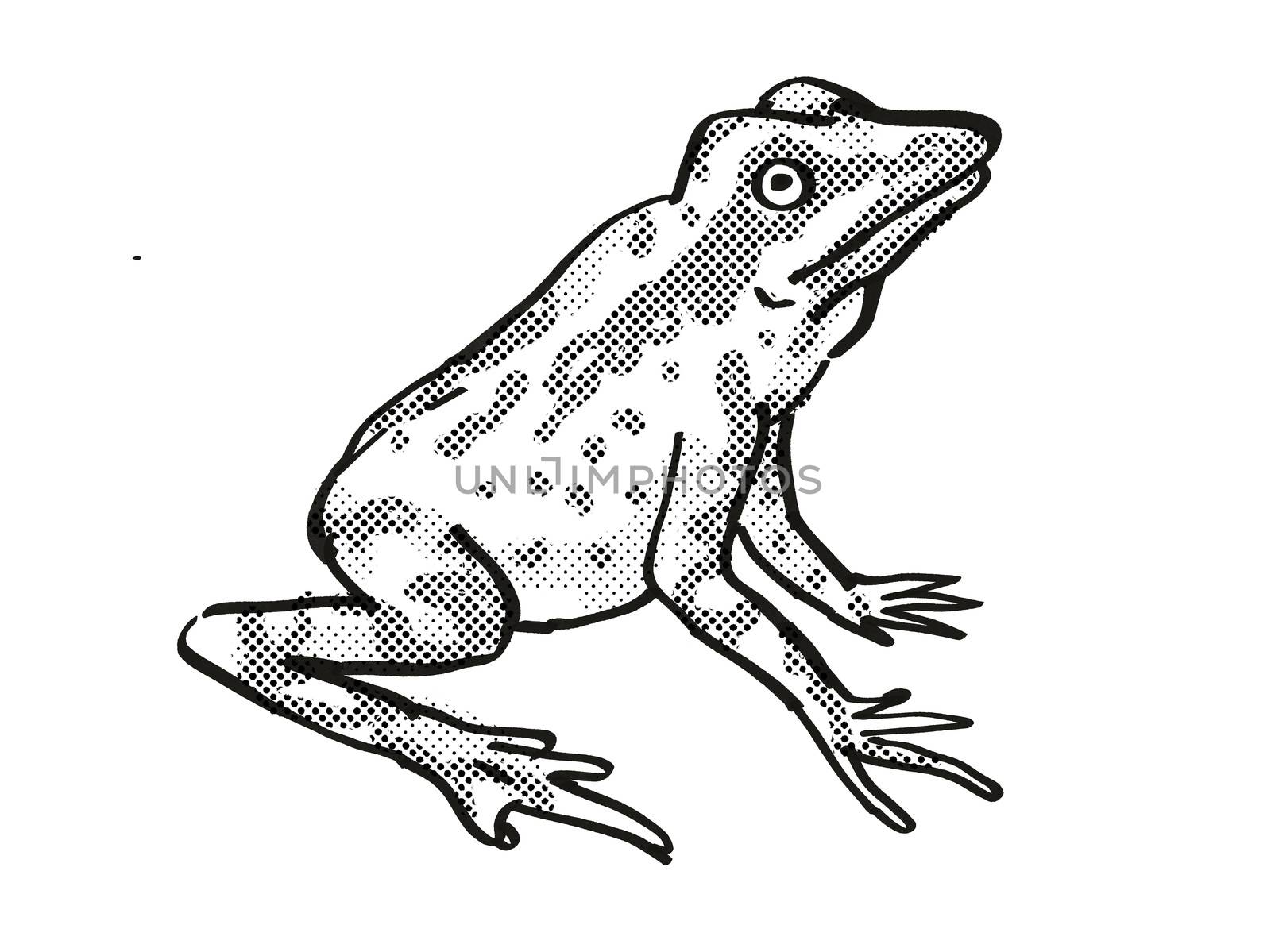 Retro cartoon line drawing style drawing of a Andersson's Stubfoot Toad, an endangered wildlife species on isolated background done in black and white full body.