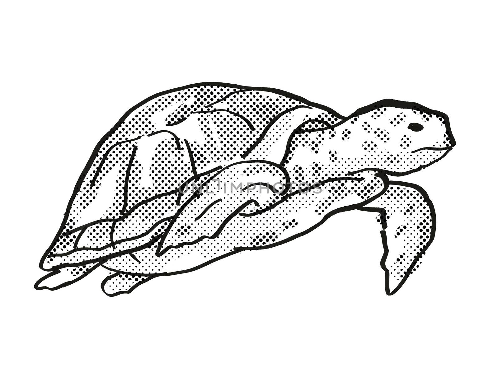 Retro cartoon line drawing style drawing of a Green Sea Turtle, an endangered wildlife species on isolated background done in black and white full body.