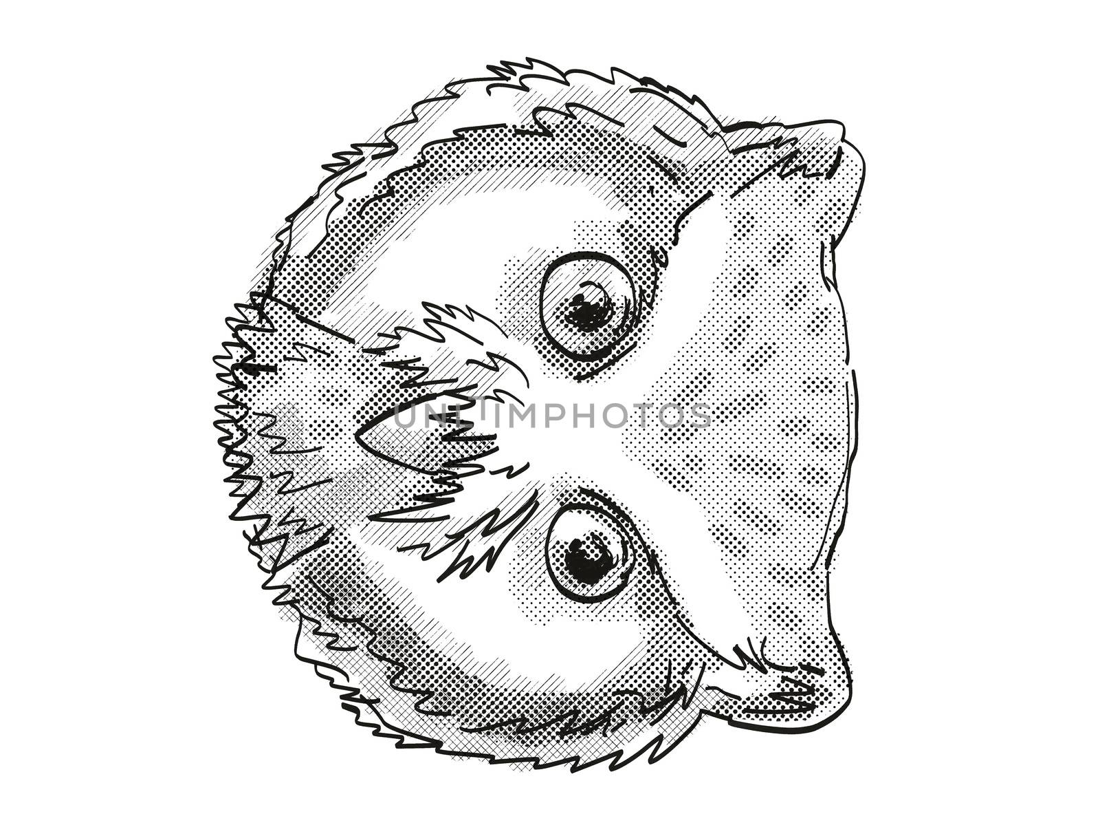 Northern White-Faced Owl  Head Cartoon Retro Drawing by patrimonio