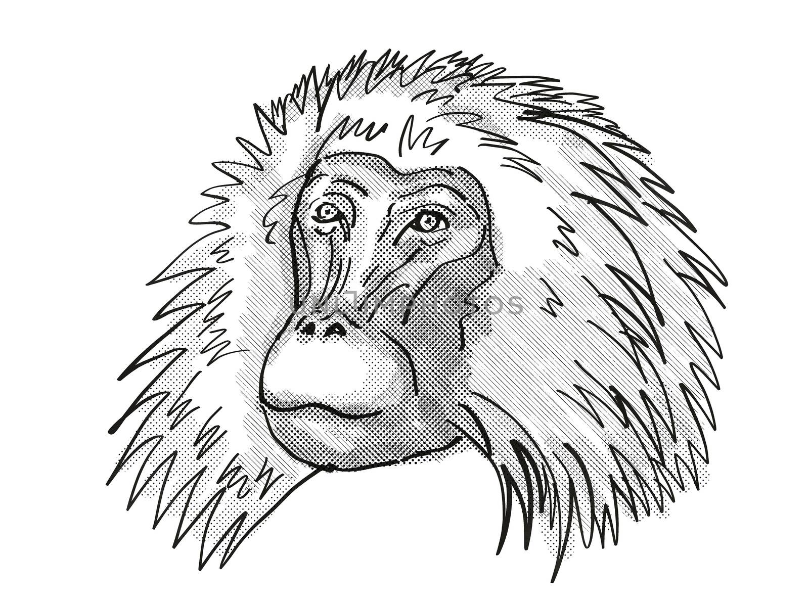 Retro cartoon style drawing head of a shaggy male Gelada, a monkey species viewed from front on isolated white background done in black and white