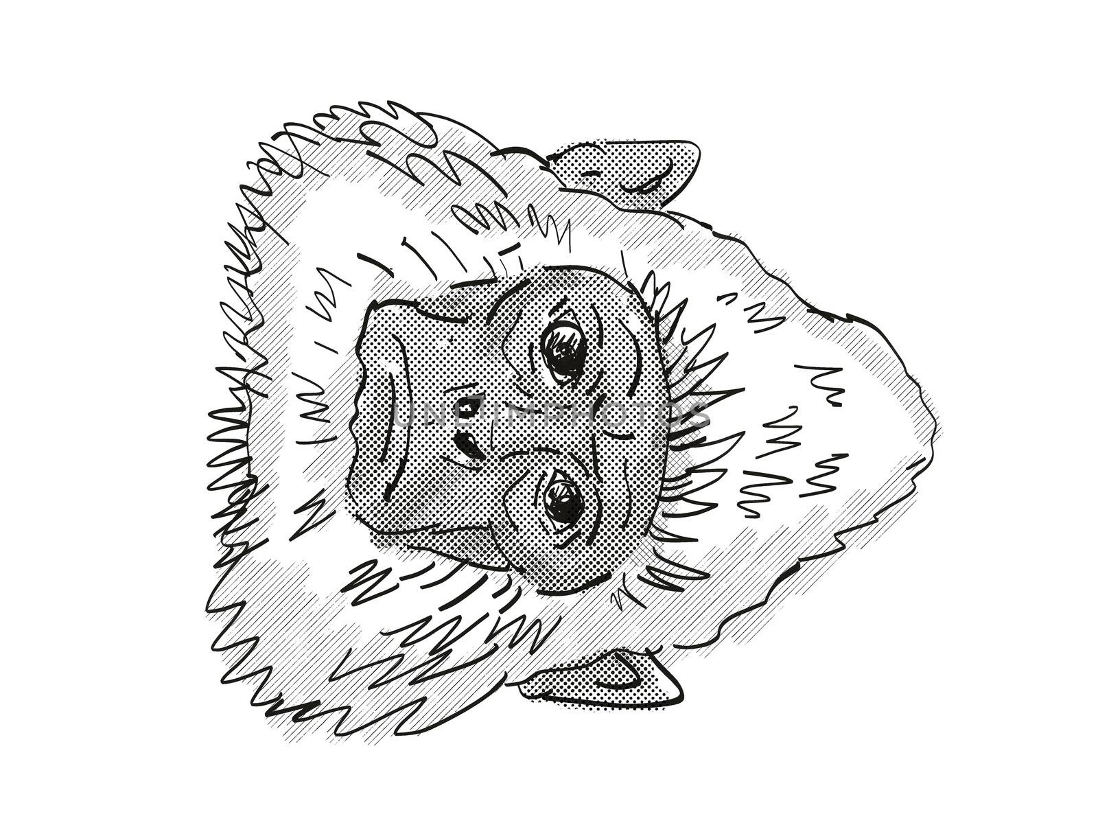 Retro cartoon style drawing head of a Sri Lankan Gray Langur, a monkey species viewed from front on isolated white background done in black and white