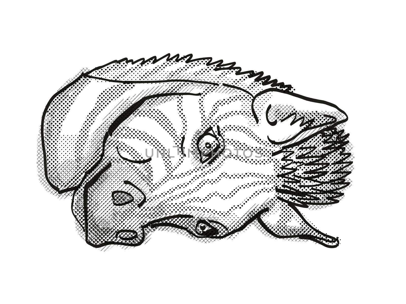 Zebra Head Cartoon Retro Drawing by patrimonio