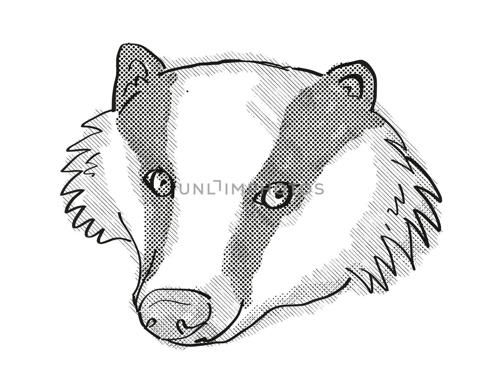 Retro cartoon style drawing of head of a Eurasian Badger on isolated white background done in black and white.