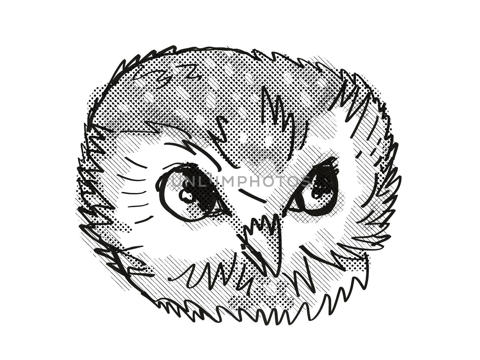 Northern Saw-Whet Owl Head Cartoon Retro Drawing by patrimonio