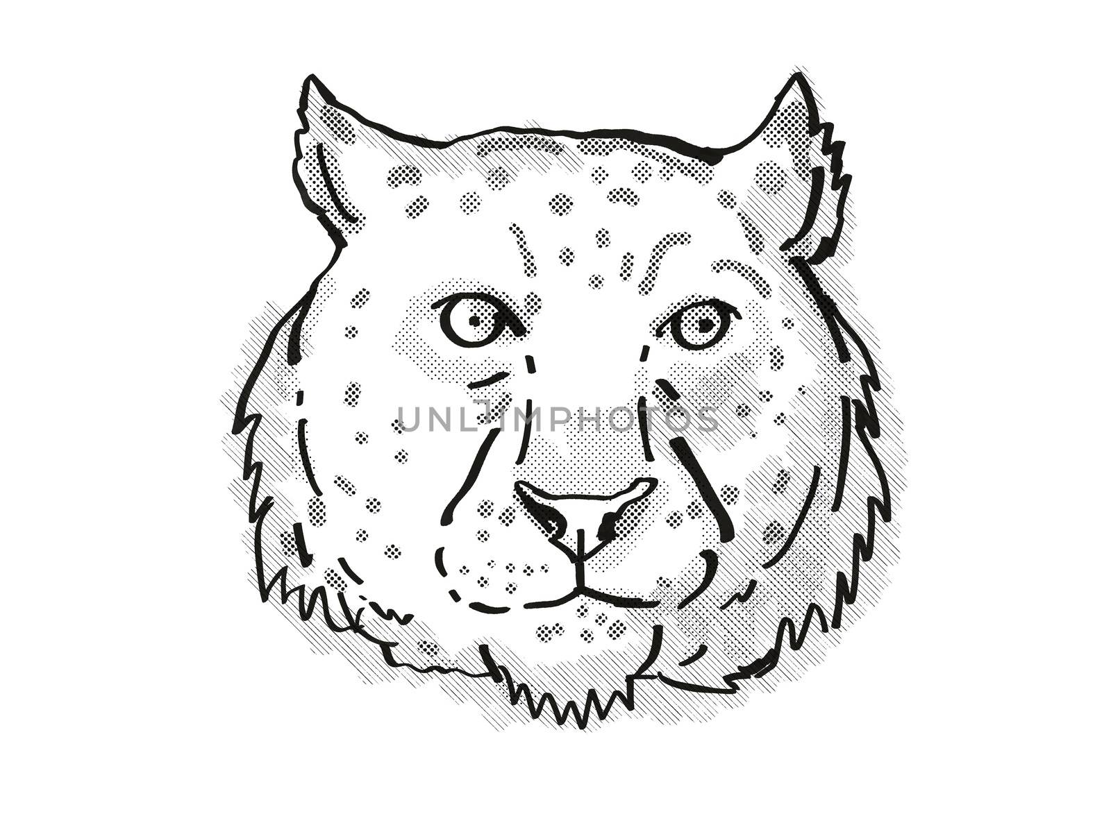 Retro cartoon style drawing of head of a snow leopard, an endangered wildlife species on isolated white background done in black and white.