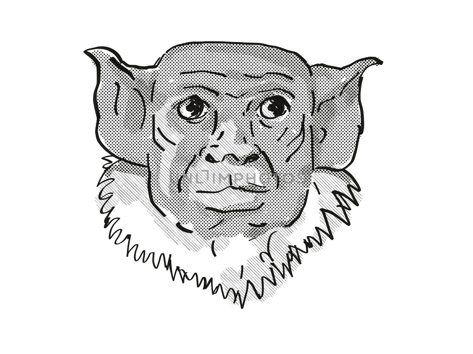 Retro cartoon style drawing of head of a pied tamarin, a small species of monkey in the rainforest of Brazil and an endangered wildlife species on isolated white background done in black and white.