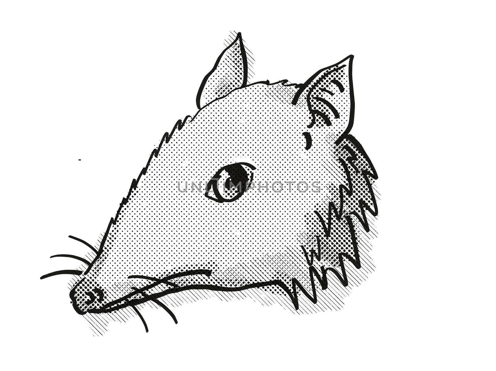 Retro cartoon style drawing of head of a Long-Nosed Bandicoot , an endangered wildlife species on isolated white background done in black and white.