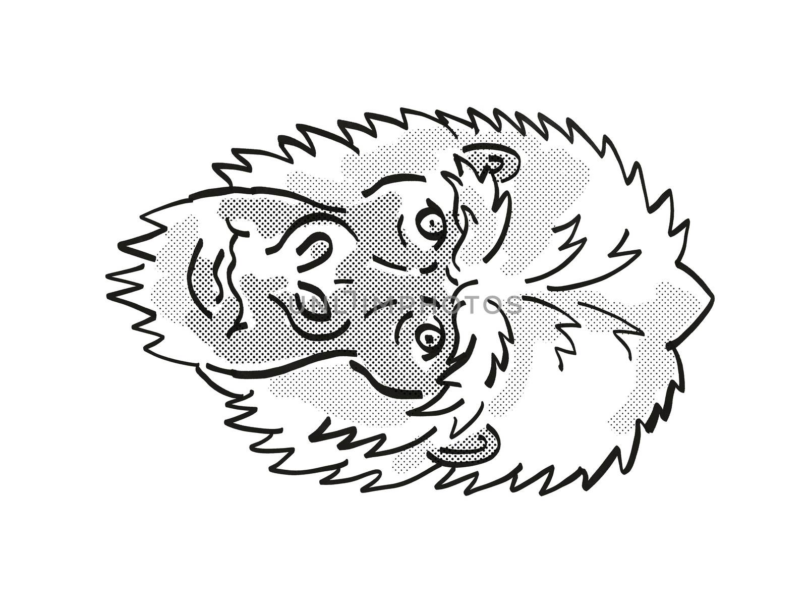Retro cartoon mono line style drawing of head of an Eastern Gorilla or Gorilla Berengei, an endangered wildlife species on isolated white background done in black and white.