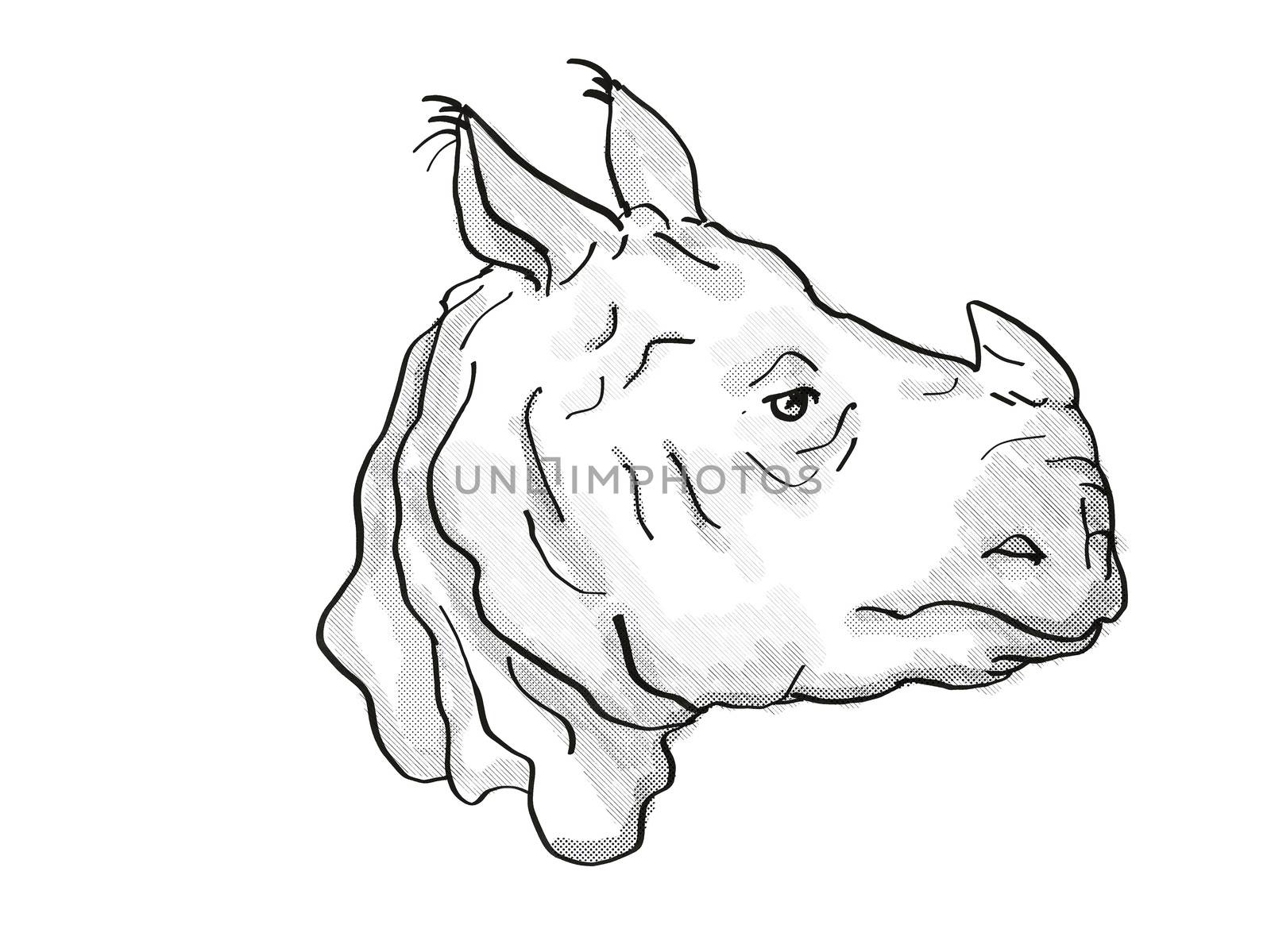 Indian Rhinoceros Endangered Wildlife Cartoon Retro Drawing by patrimonio