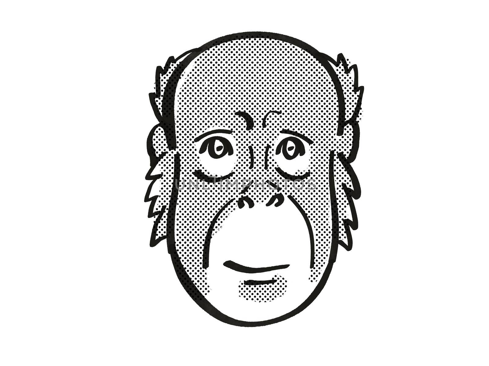 Retro cartoon mono line style drawing of head of a Bornean Orang-utan also known as the Red Ape, an endangered wildlife species on isolated white background done in black and white.
