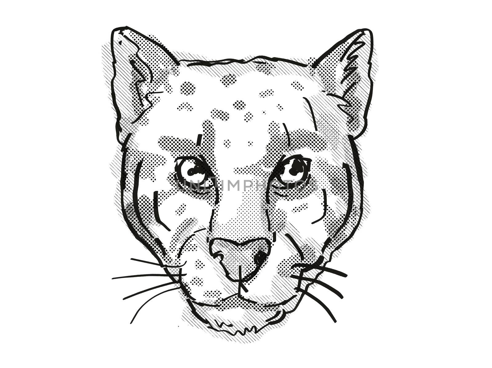 Retro cartoon style drawing of head of a Clouded Leopard or Neofelis nebulosa , an endangered wildlife species on isolated white background done in black and white.