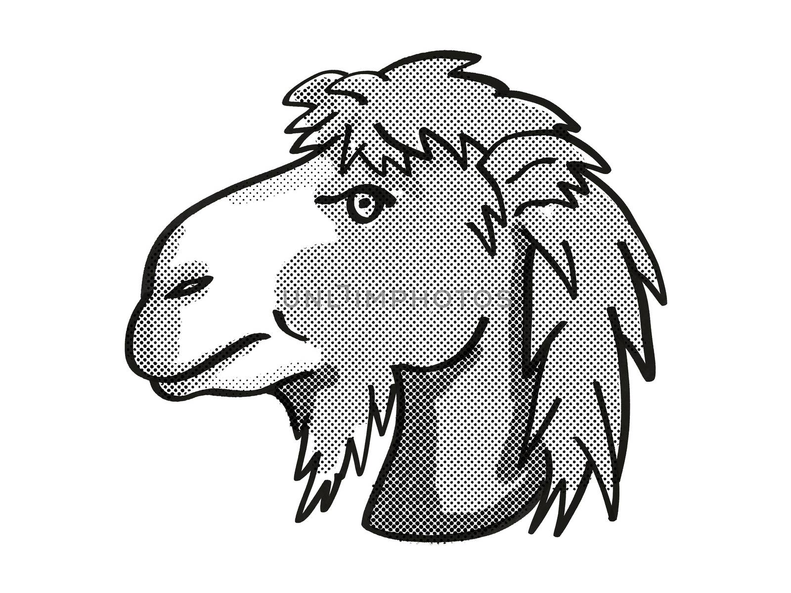 Retro cartoon mono line style drawing of head of a Bactrian Camel or Camelus Bactrianus, an endangered wildlife species on isolated white background done in black and white.
