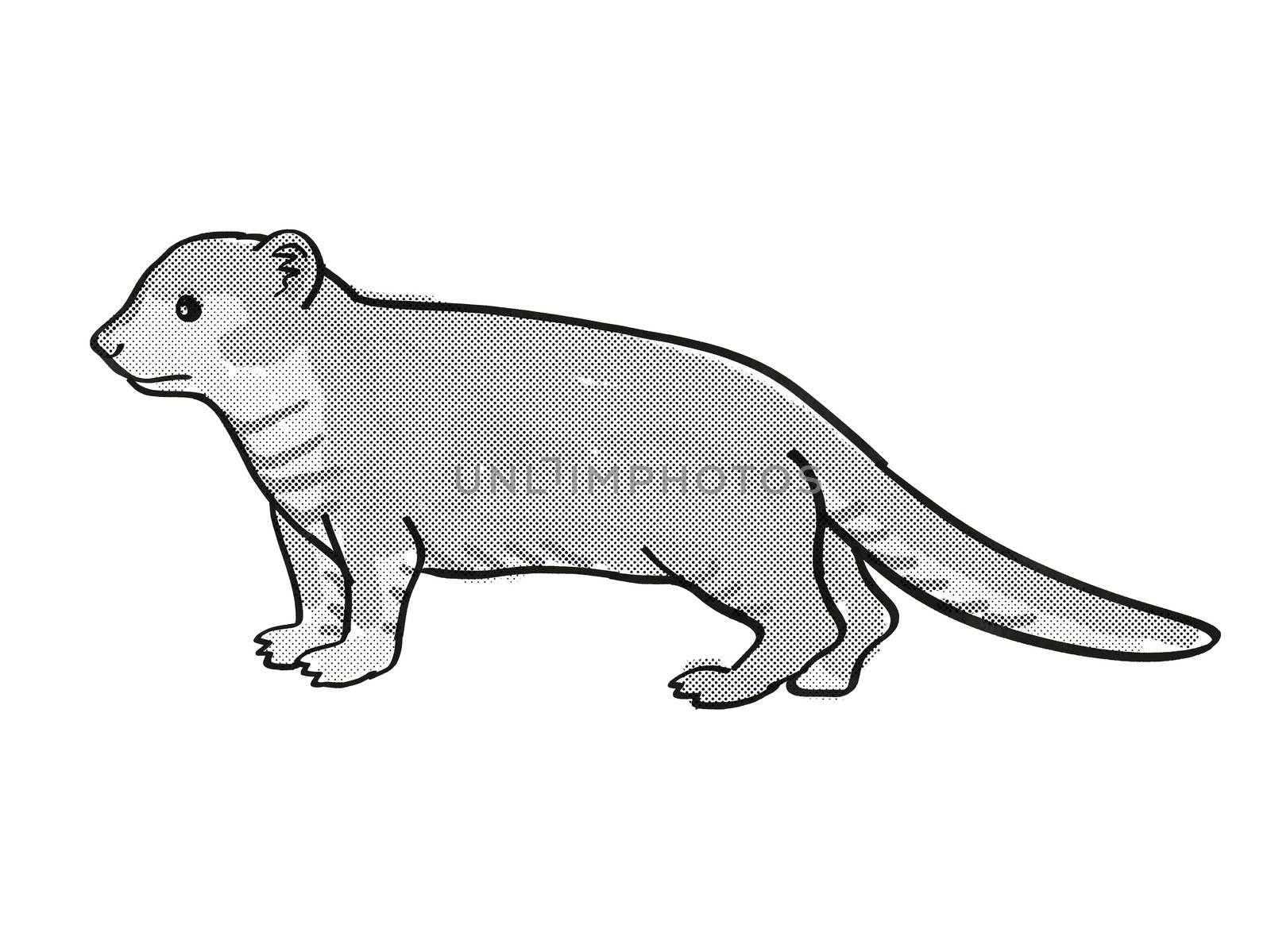 Retro cartoon mono line style drawing of a Mongoose or Helogale Parvula, an endangered wildlife species on isolated white background done in black and white full body.