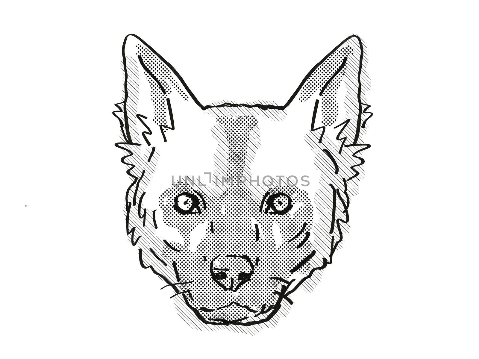 Retro cartoon style drawing of head of an African Wild dog or Lycaon pictus , an endangered wildlife species on isolated white background done in black and white.