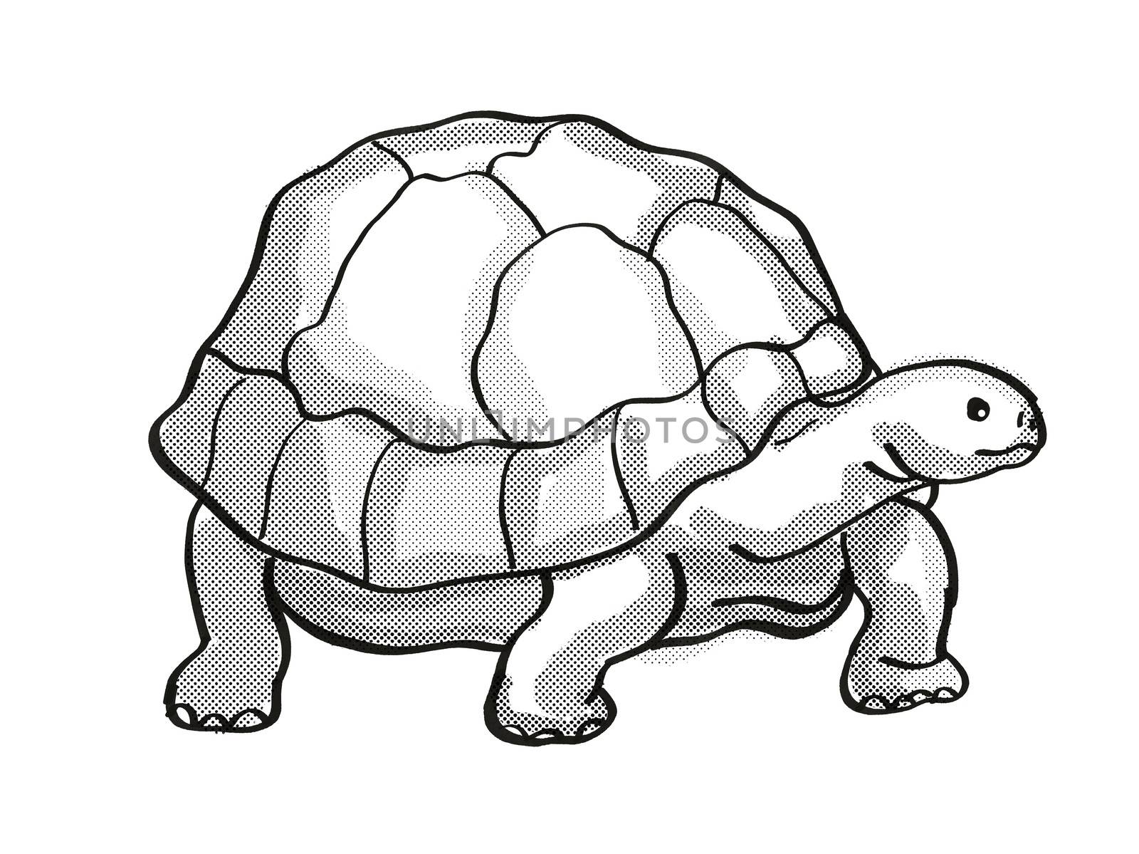 Retro cartoon mono line style drawing of a Galapagos Tortoise or Geochelone Nigra, an endangered wildlife species on isolated white background done in black and white full body.