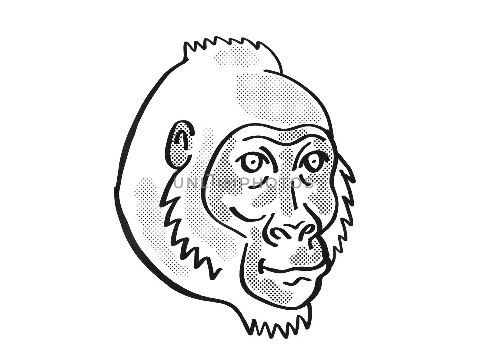 Retro cartoon mono line style drawing of head of a Cross River Gorilla or Gorilla gorilla diehli, an endangered wildlife species on isolated white background done in black and white.