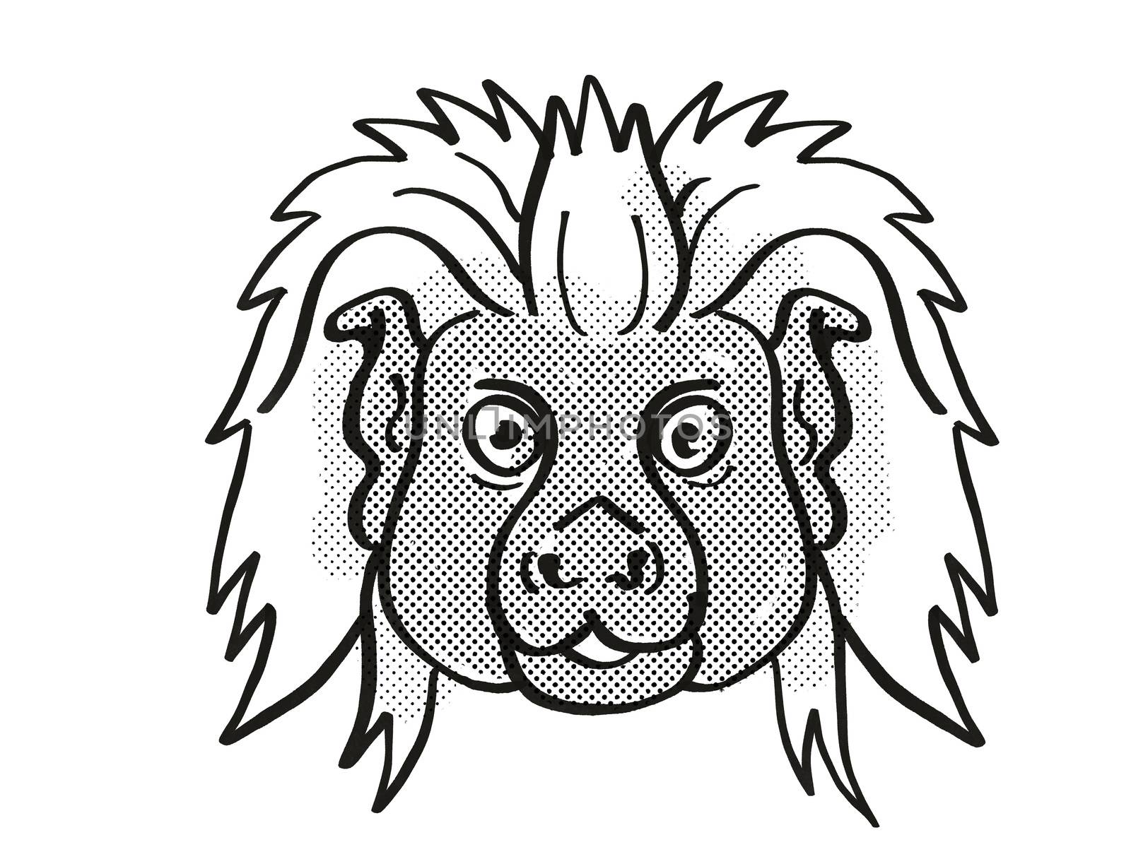 Retro cartoon mono line style drawing of head of a Cottontop tamarin, a small monkey species found in South America, an endangered wildlife species on isolated white background done in black and white.