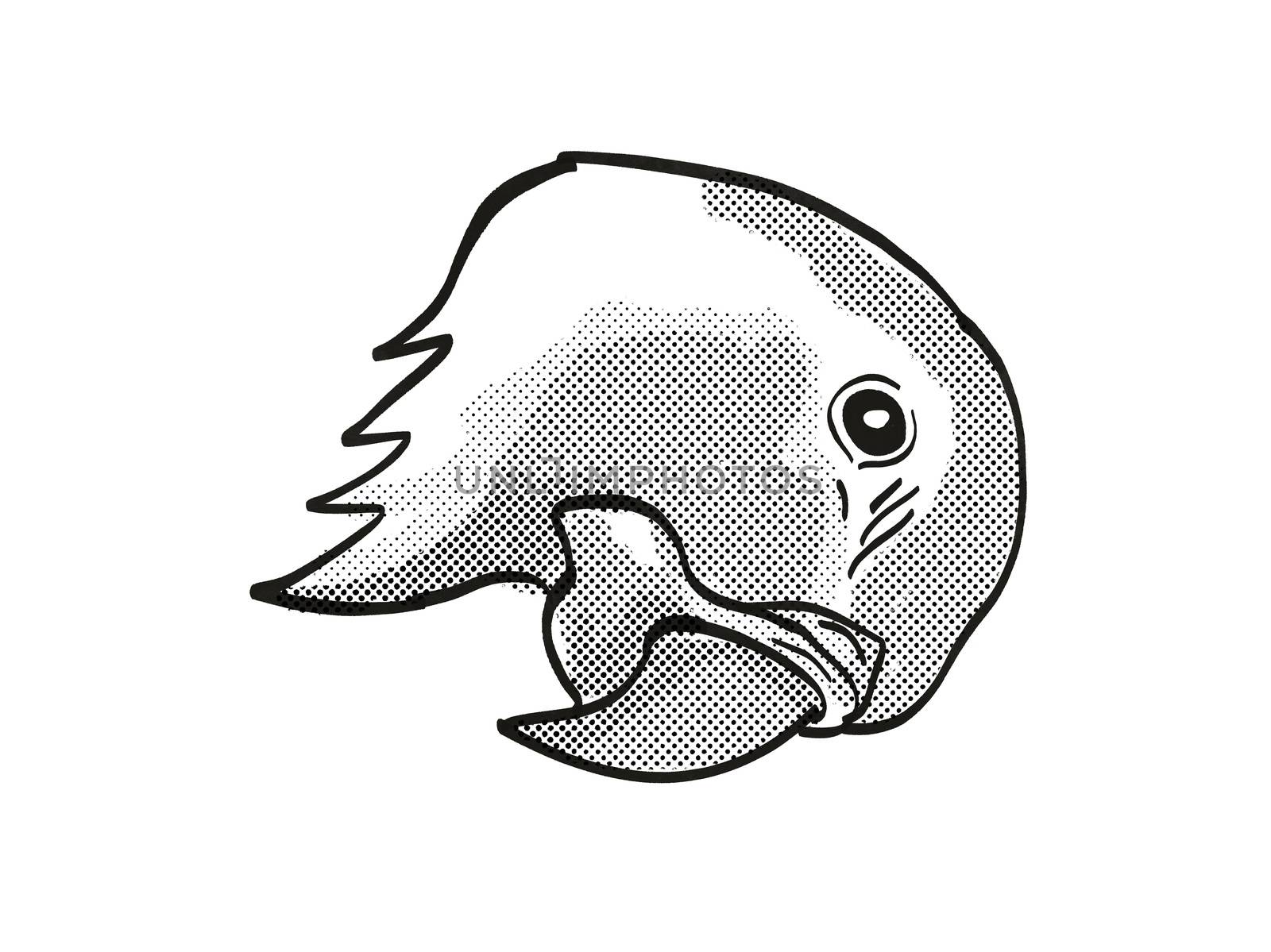 Retro cartoon mono line style drawing of head of a blue-throated macaw or Wagler's macaw, an endangered wildlife species on isolated white background done in black and white.