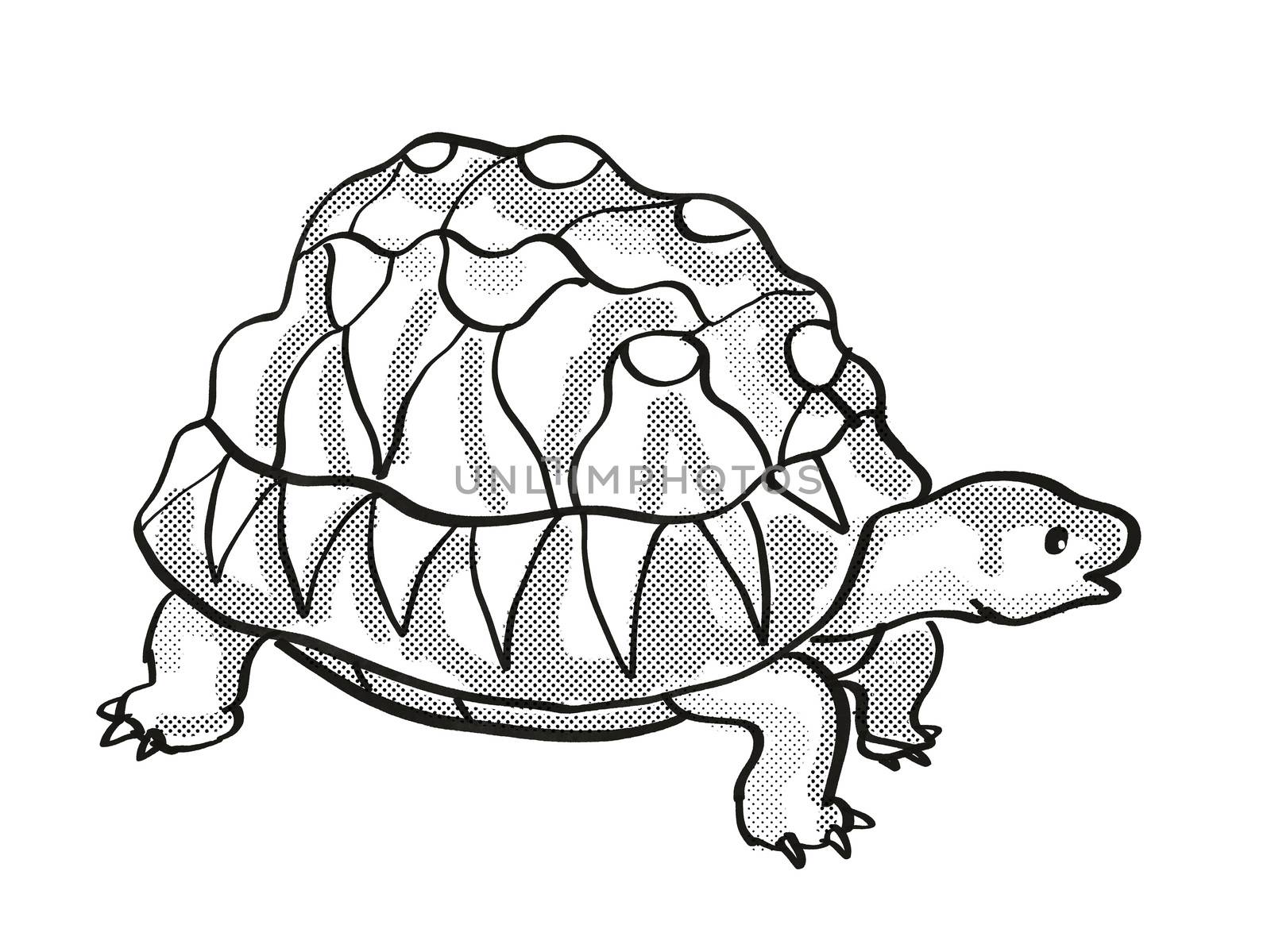Retro cartoon mono line style drawing of a Radiated Tortoise, an endangered wildlife species on isolated white background done in black and white full body.