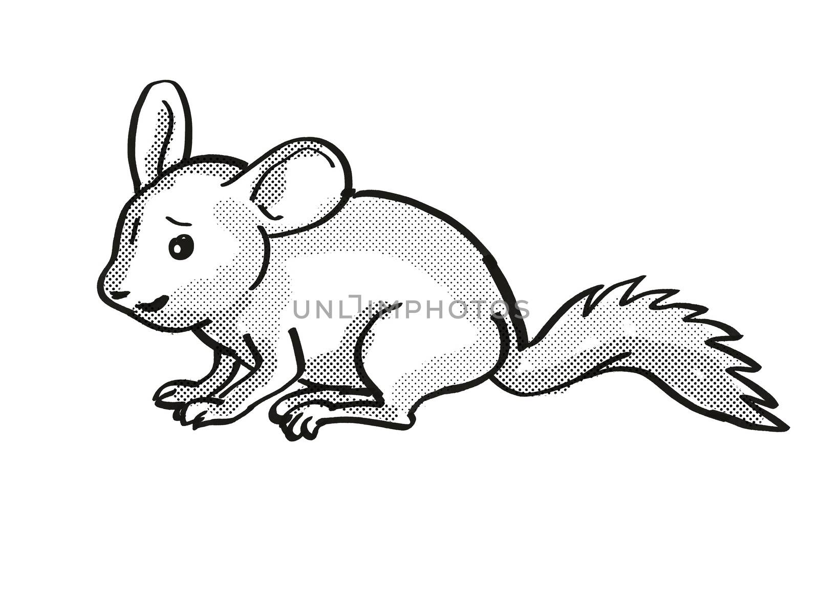 Retro cartoon mono line style drawing of a Chinchilla or Chinchilla Lanigera, a medium sized rodent in South America and an endangered wildlife species isolated background black and white full body.