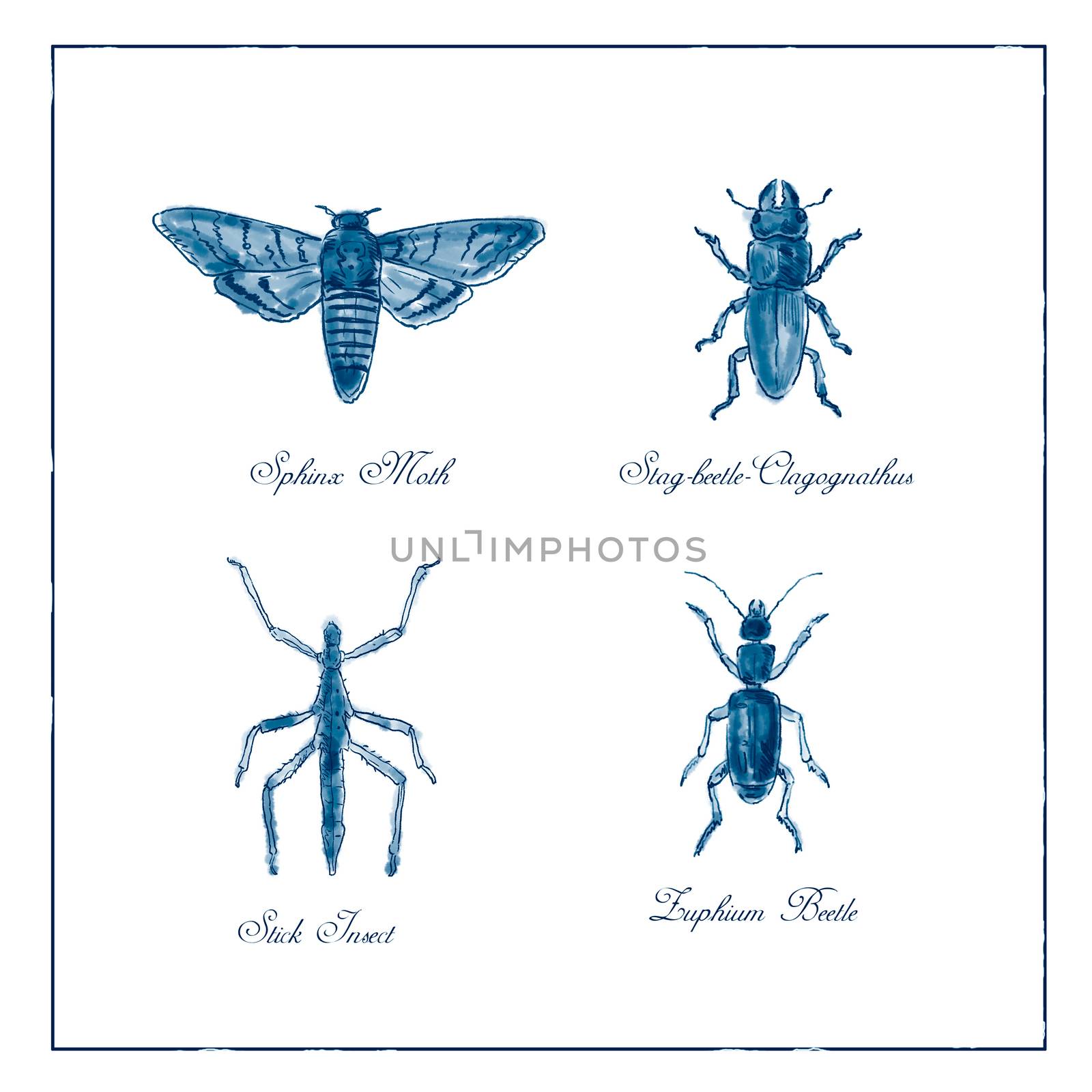 Vintage Victorian drawing illustration of a collection of insects like the Sphinx Moth, Stag beetle, Stick Insect and Zuphium Beetle duotone on isolated white background.