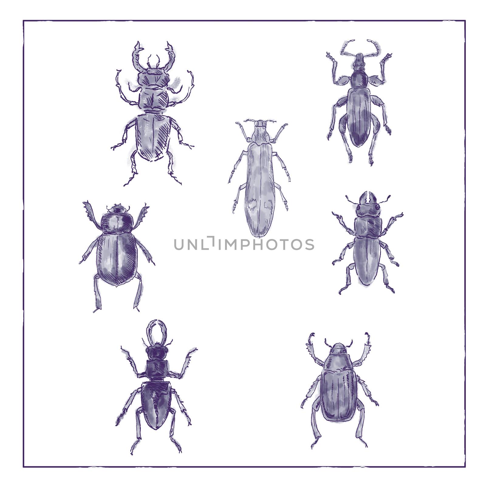 Vintage Victorian drawing illustration of a collection of Beetle insects like the Beetle, Broad-Nosed Weevil and Buprestis Beetle in duotone on white background.