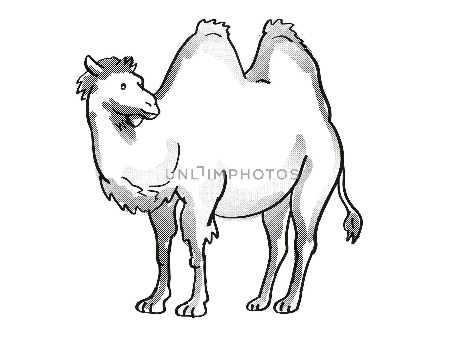 Bactrian Camel or Camelus Bactrianus Endangered Wildlife Cartoon Mono Line Drawing by patrimonio