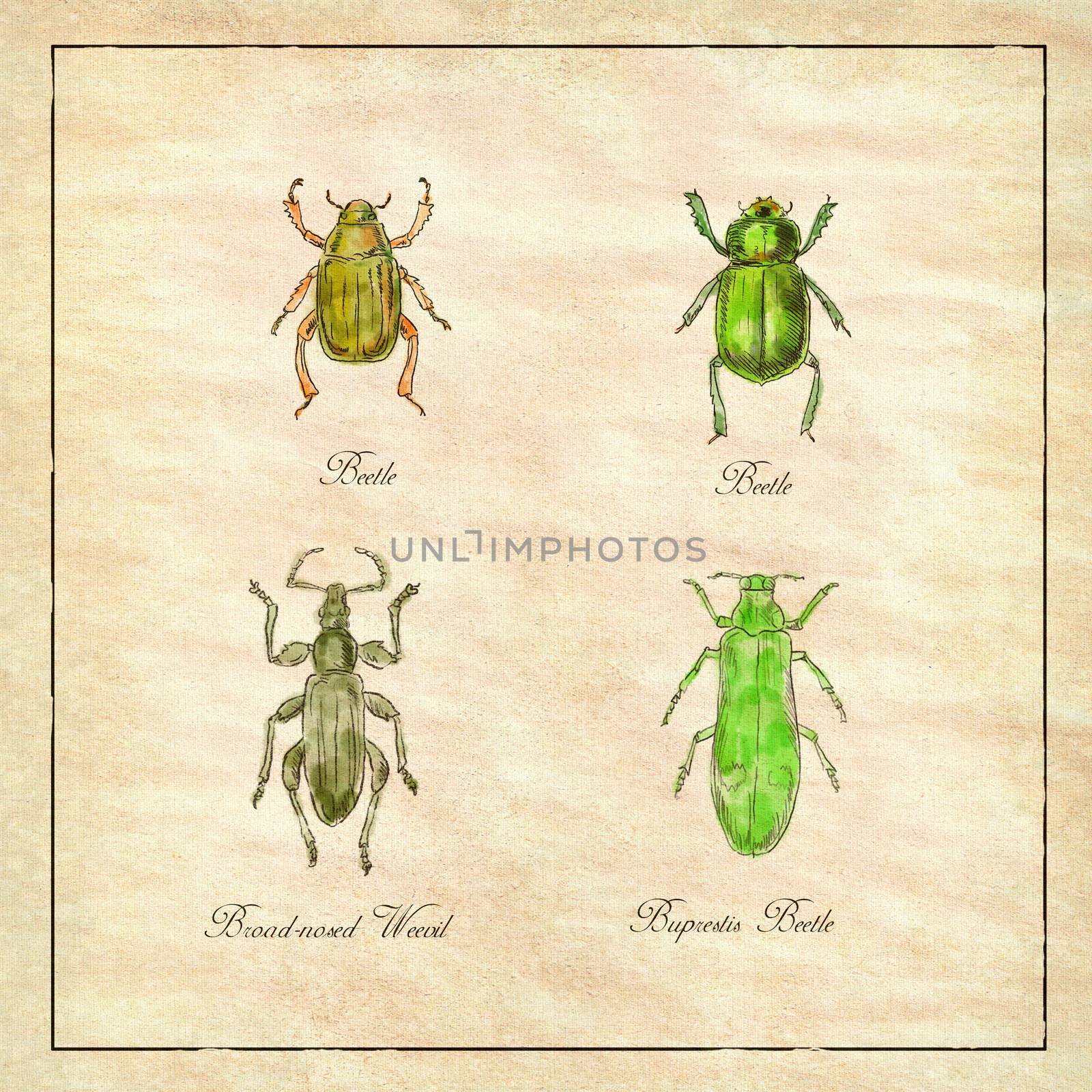 Vintage Victorian drawing illustration of a collection of insects like the Beetle, Broad-Nosed Weevil and Buprestis Beetle on antique paper.