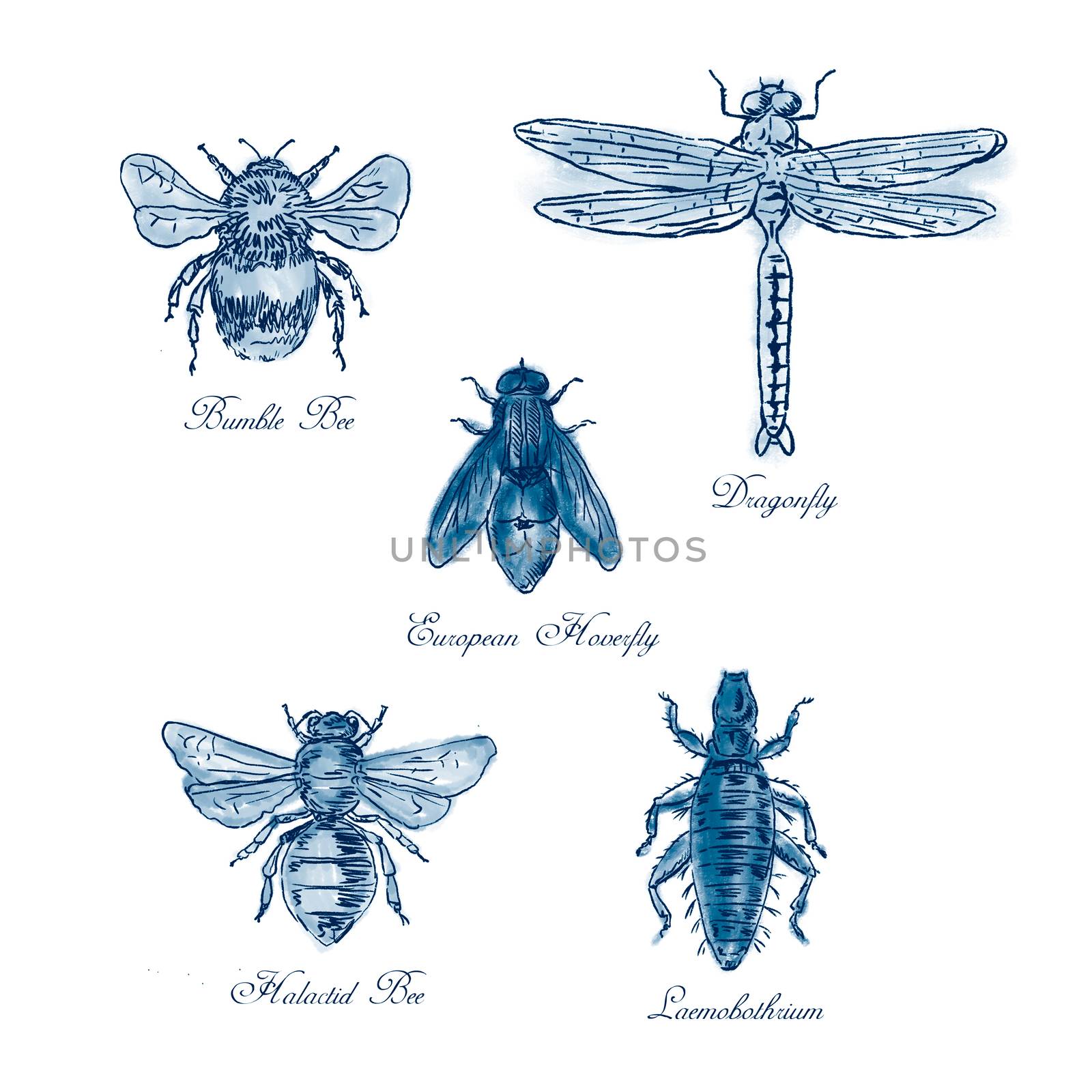 Bumble Bee, European Hoverfly, Dragonfly, Hlalactid Bee, and Lice Vintage Collection by patrimonio