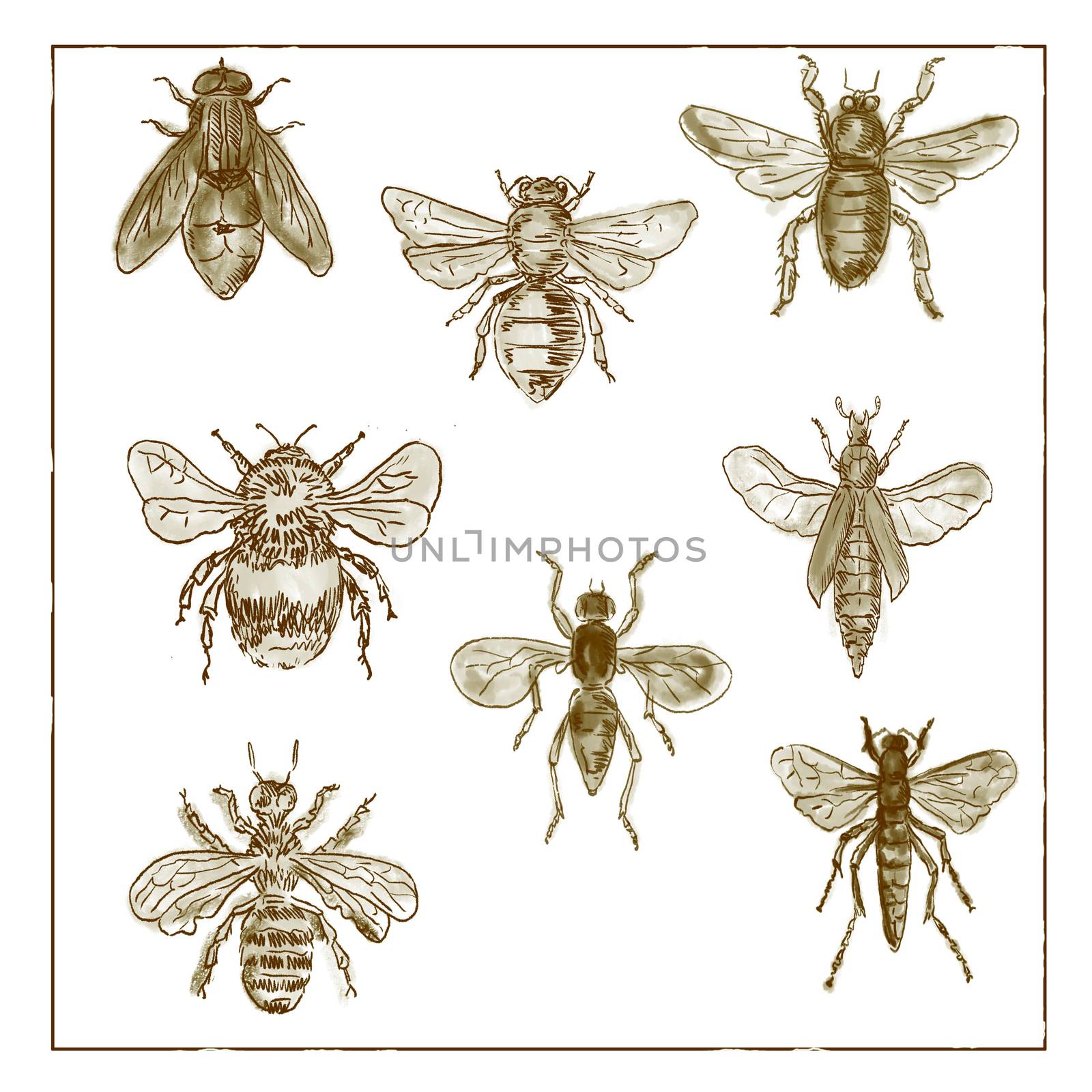 Vintage Victorian drawing illustration of a collection of Bees and Flies in  duotone on white background.