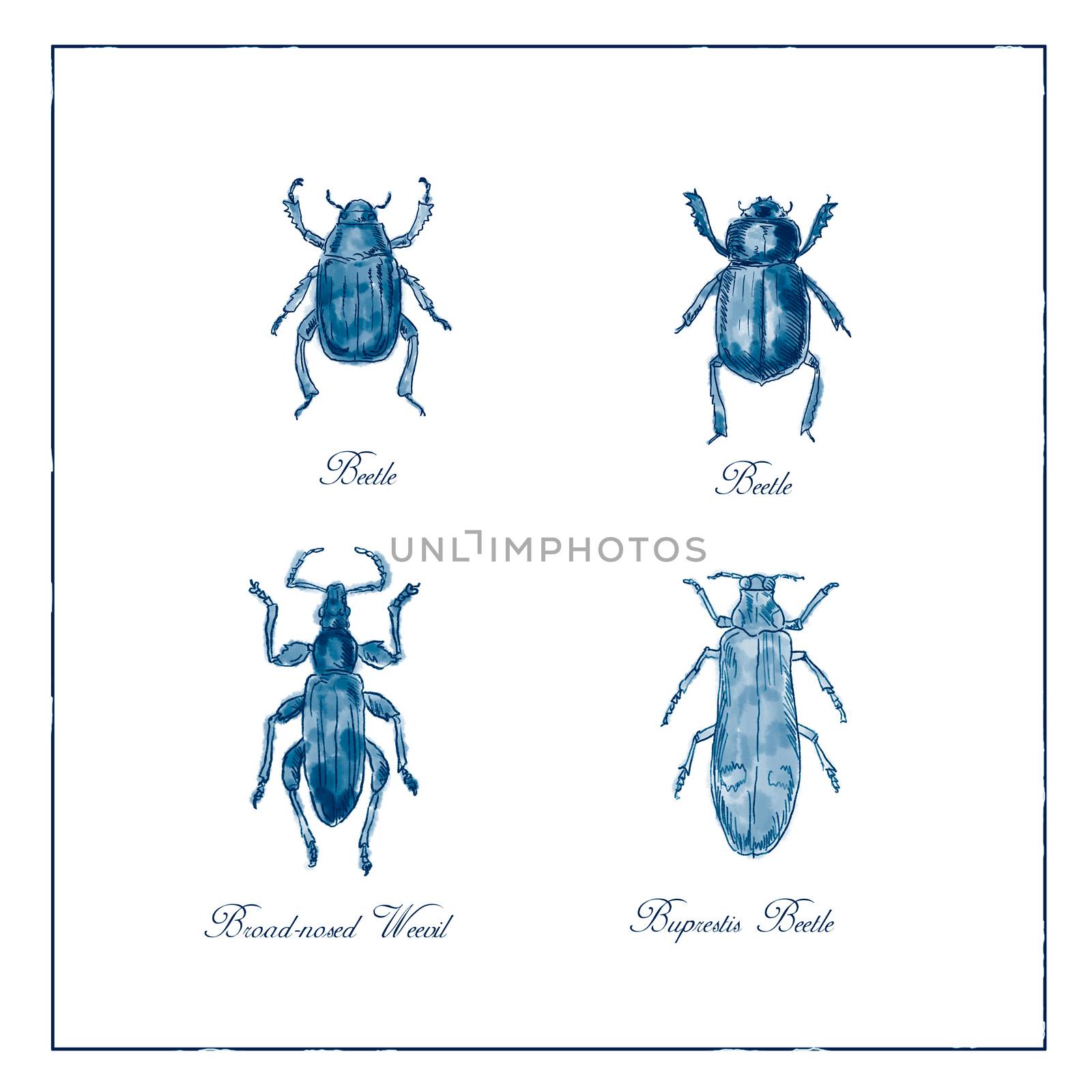 Vintage Victorian drawing illustration of a collection of insects like the Beetle, Broad-Nosed Weevil and Buprestis Beetle duotone on isolated white background.