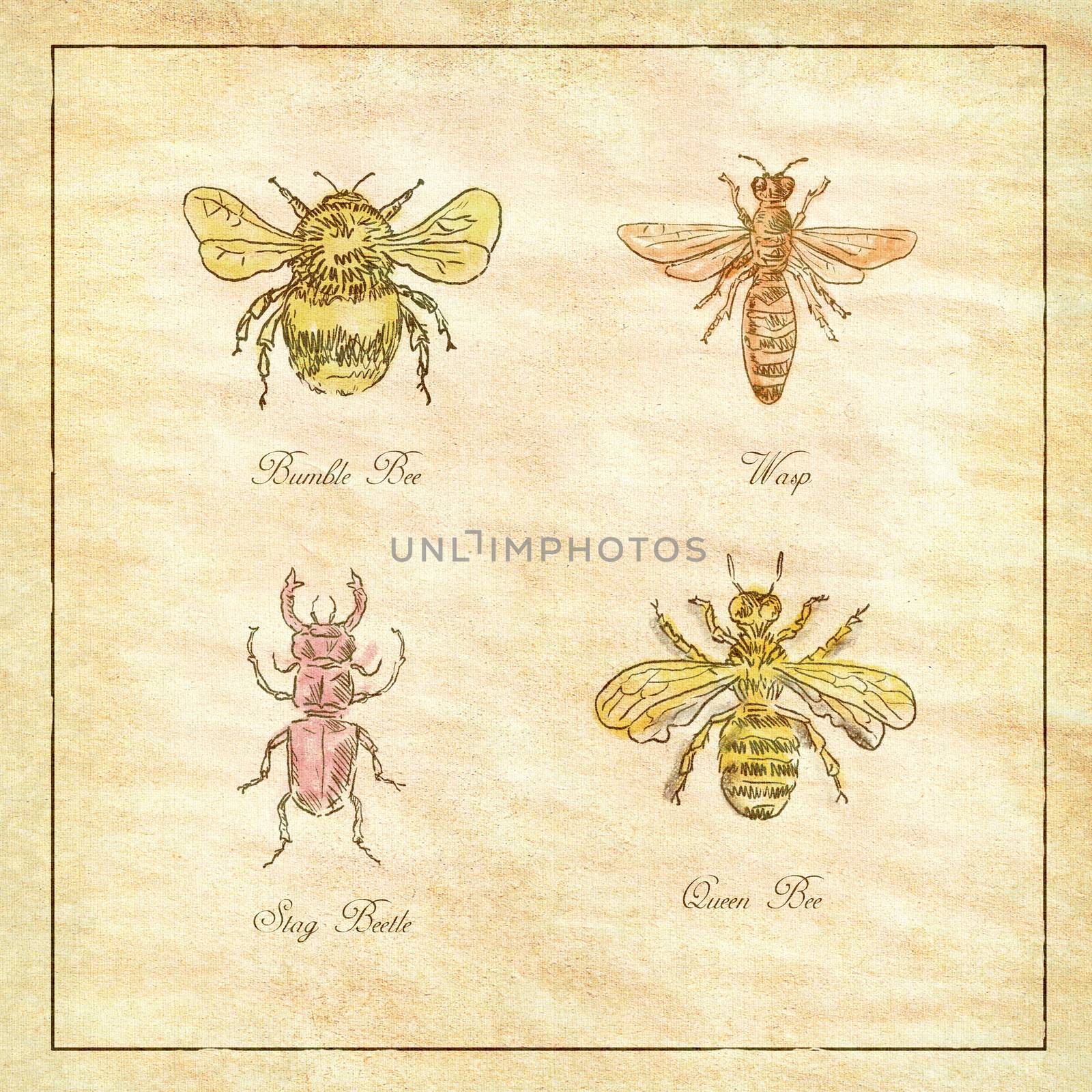 Bumble Bee, Wasp, Stag Beetle and Queen Bee Vintage Collection by patrimonio