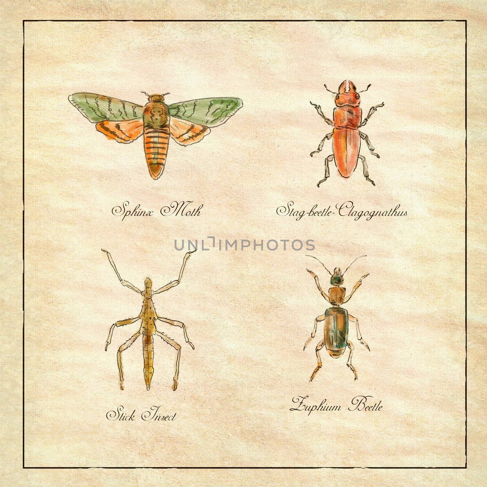 Vintage Victorian drawing illustration of a collection of insects like the Sphinx Moth, Stag beetle, Stick Insect and Zuphium Beetle on antique paper
.
