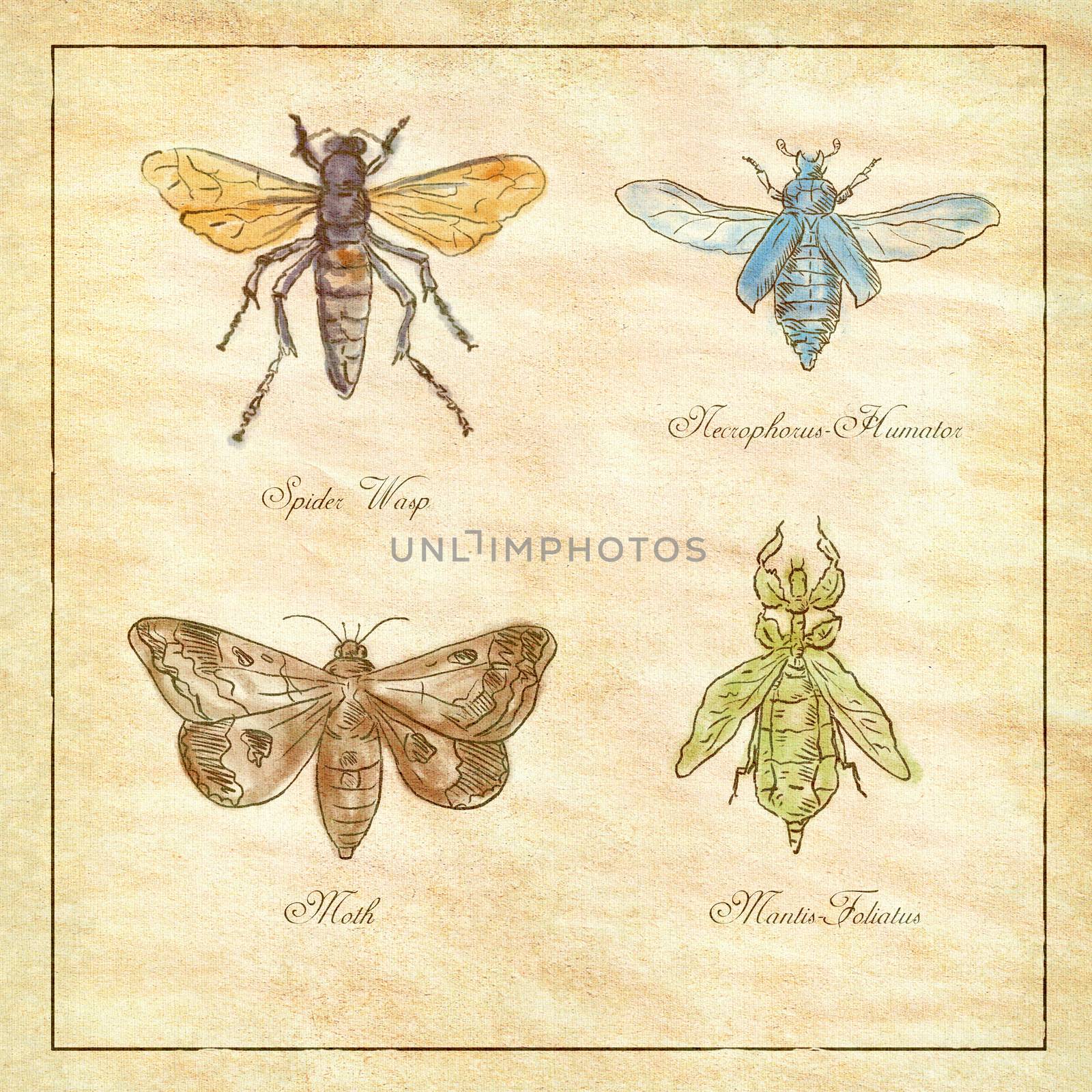 Vintage drawing illustration of a collection of insects like the Spider Wasp, Moth, Necrophorus Humator beetle, Mantis Foliatus on antique paper.
