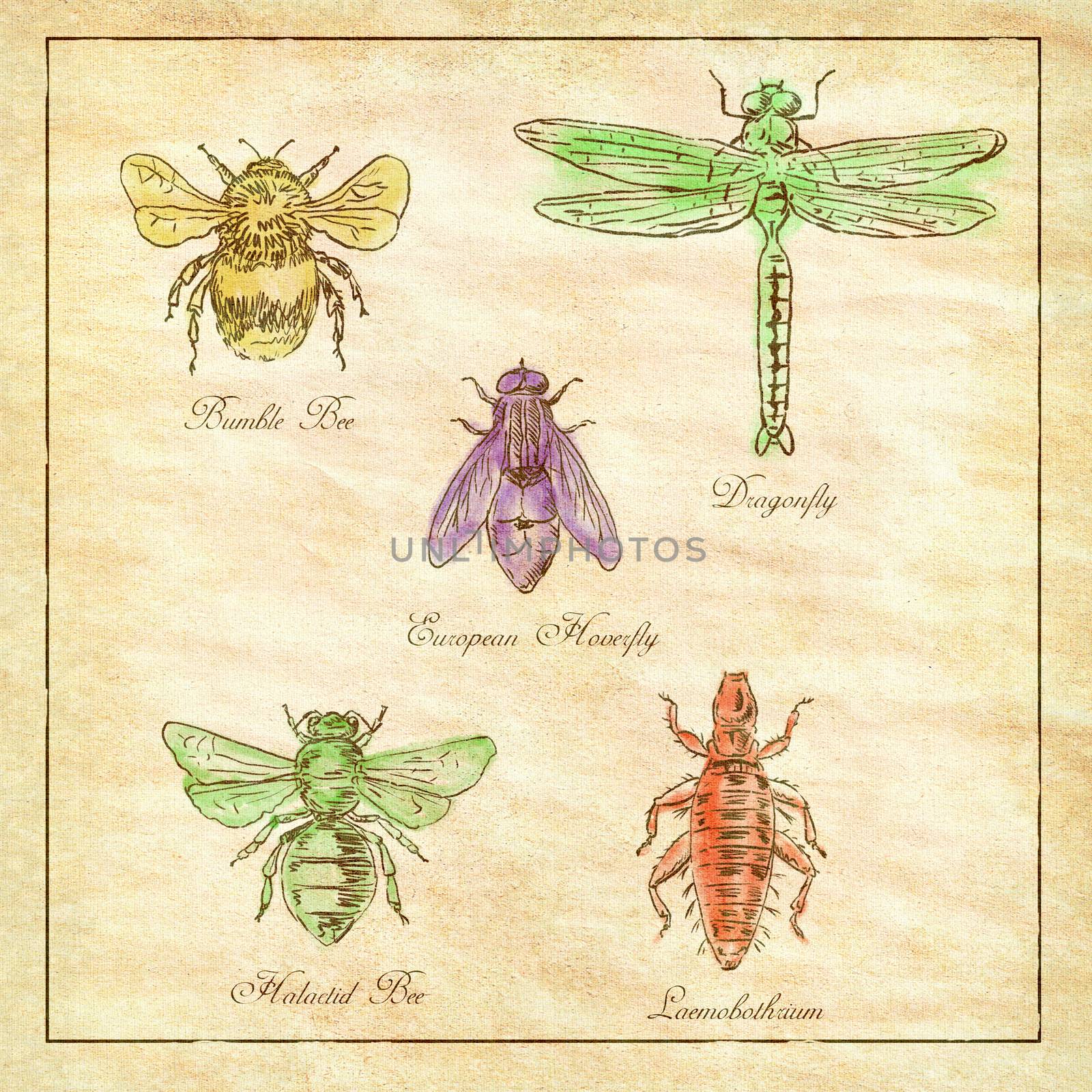 Vintage drawing illustration of a collection of insects like the Bumble Bee, European Hoverfly, Dragonfly, Hlalactid Bee, and Lice  in color on antique paper.