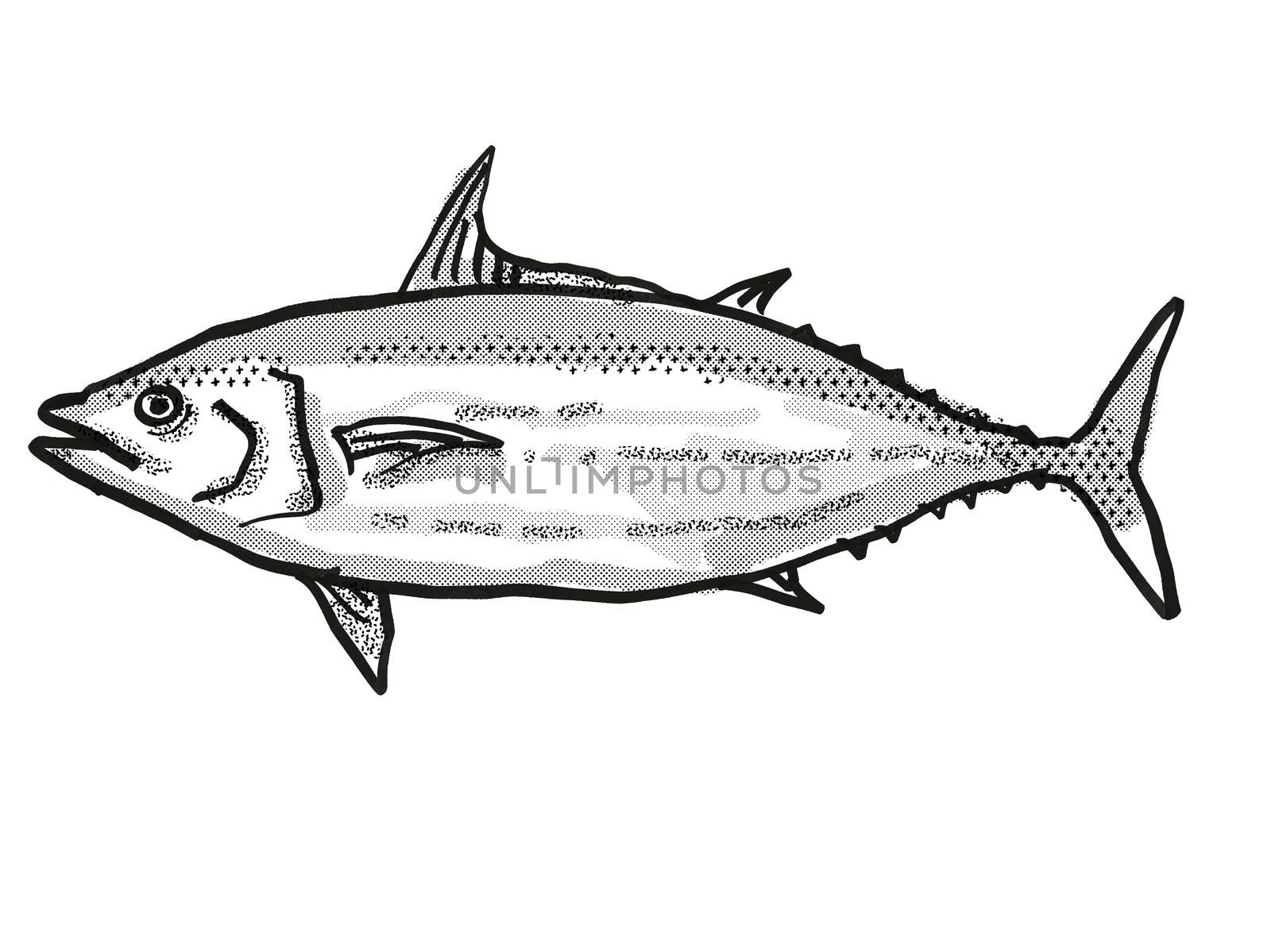 Retro cartoon style drawing of a Skipjack Tuna  , a native Australian marine life species viewed from side on isolated white background done in black and white.