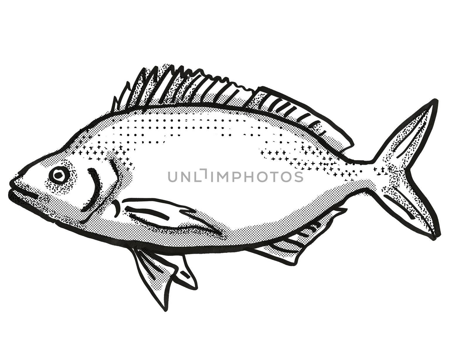 Retro cartoon style drawing of a Jackass Morwong, a native Australian marine life species viewed from side on isolated white background done in black and white