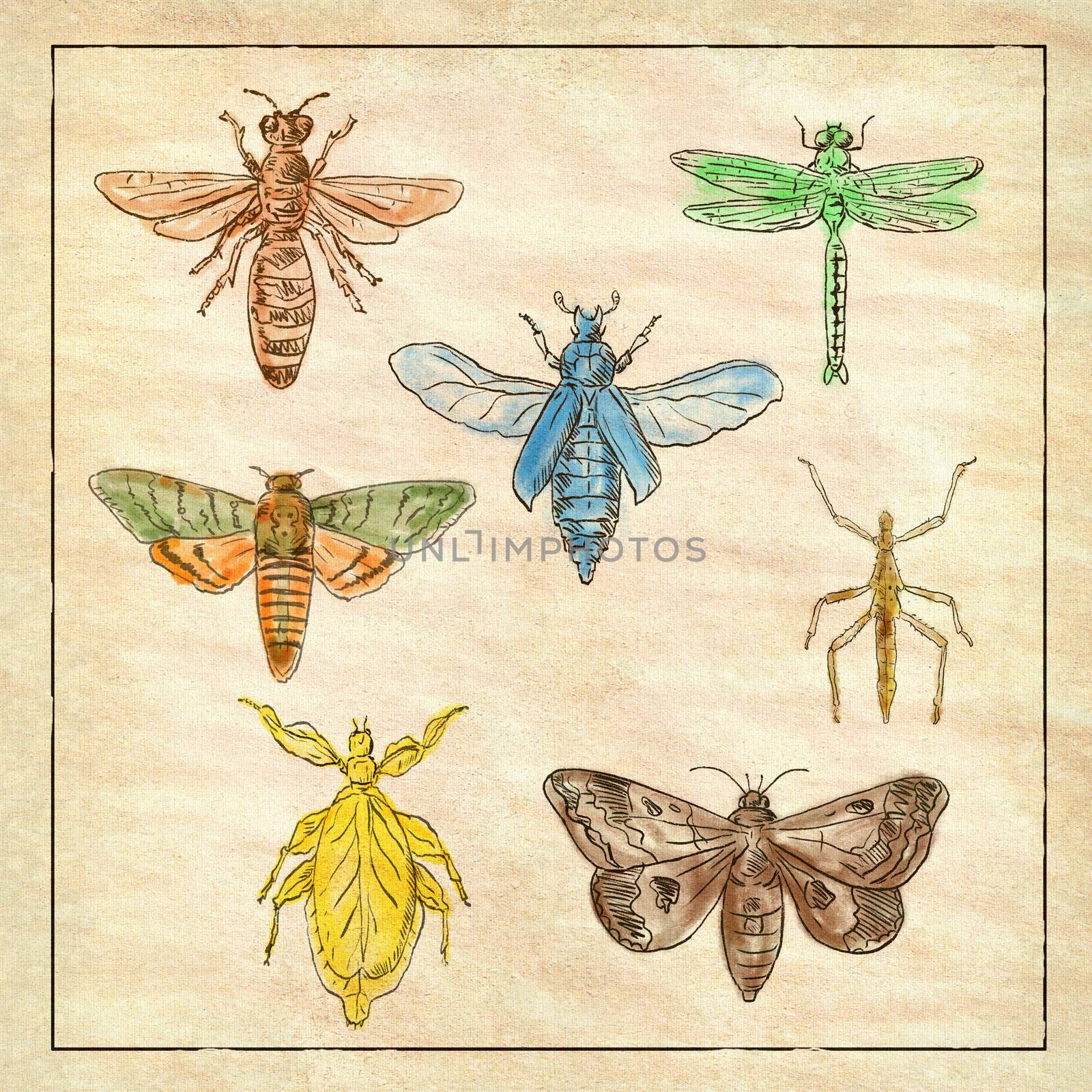 Vintage Victorian drawing illustration of a collection of insects like the Moth, Dragonfly, Mantis and Stick Insect in full color on antique paper.