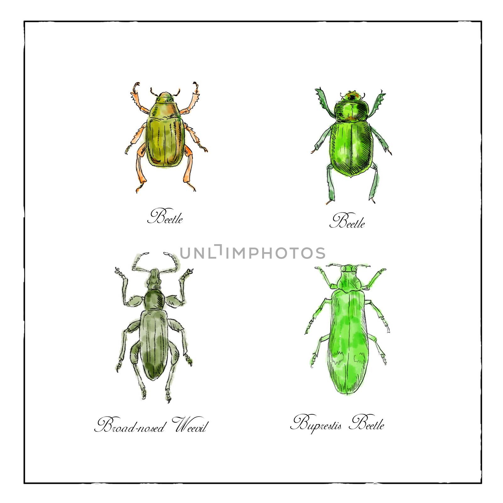 Vintage Victorian drawing illustration of a collection of insects like the Beetle, Broad-Nosed Weevil and Buprestis Beetle in full color on isolated white background.
