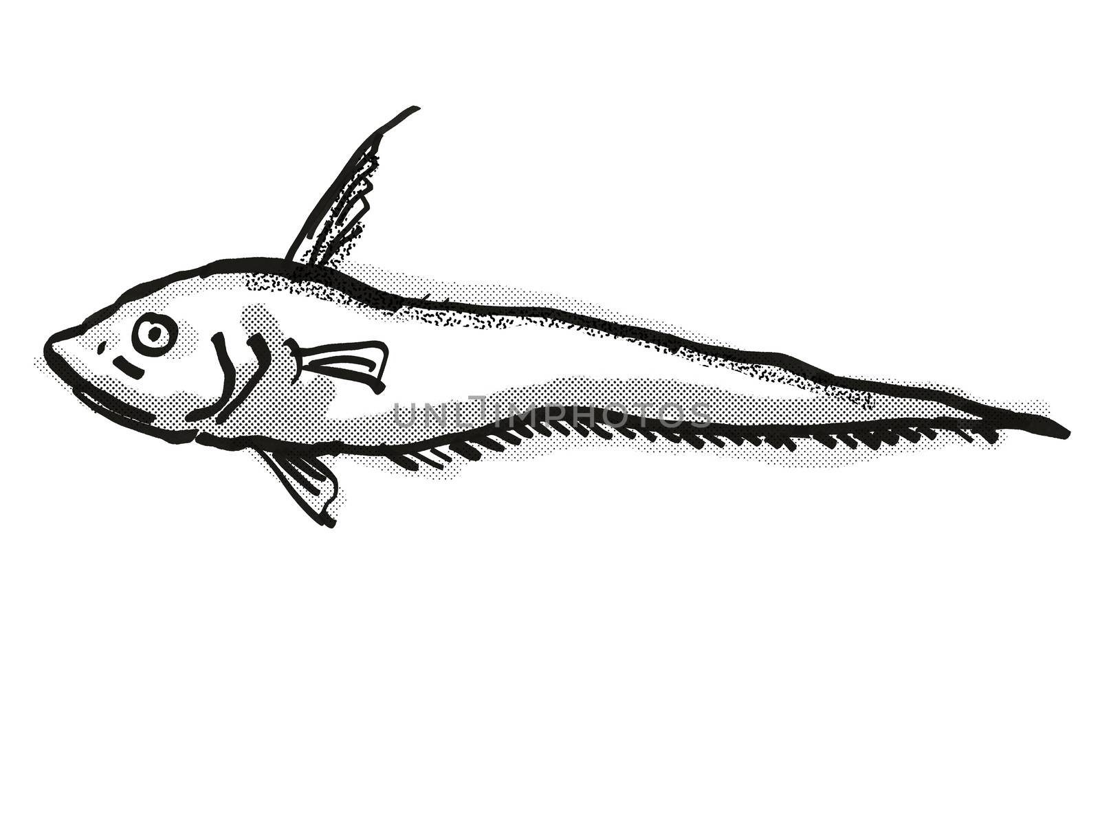 Retro cartoon style drawing of a Smallpore Whiptail  , a native Australian marine life species viewed from side on isolated white background done in black and white.