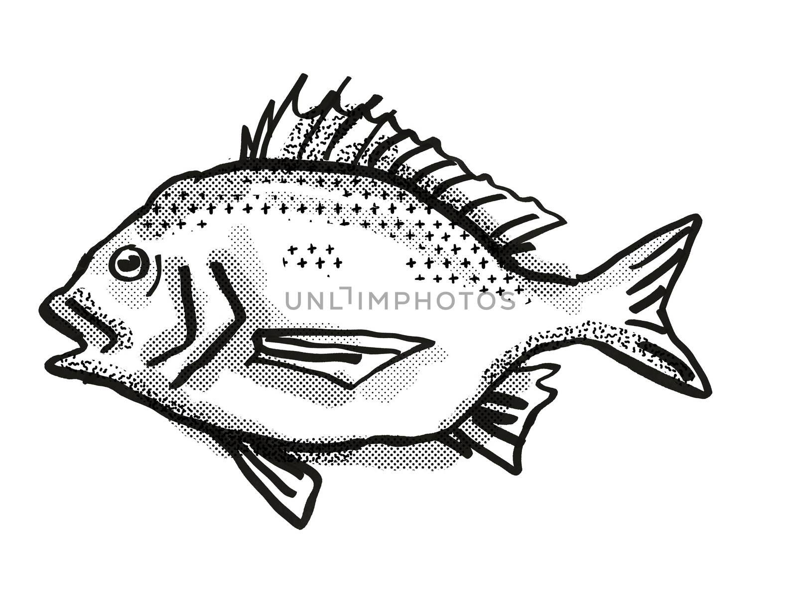 Retro cartoon style drawing of a North West Black Bream, a native Australian marine life species viewed from side on isolated white background done in black and white