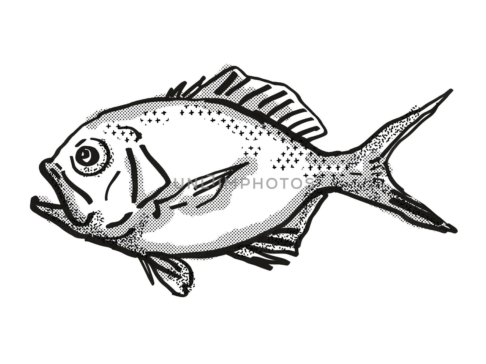 Retro cartoon style drawing of a Yelloweye Redfish  , a native Australian marine life species viewed from side on isolated white background done in black and white. 