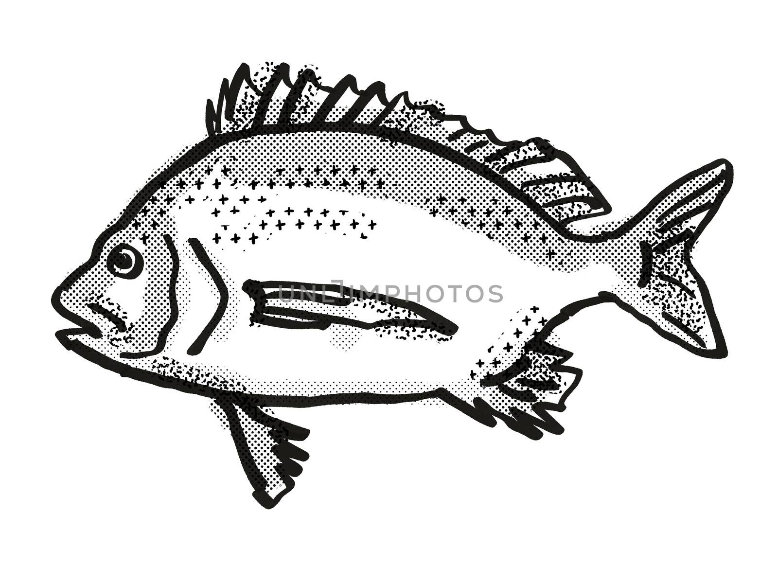 Retro cartoon style drawing of a Pikey Bream , a native Australian marine life species viewed from side on isolated white background done in black and white