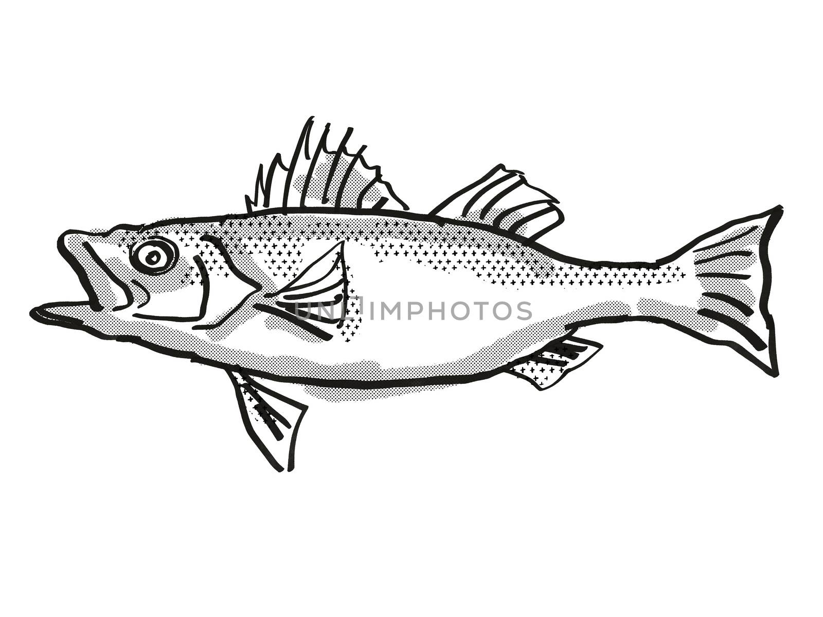 Japanese Seaperch Fish Cartoon Retro Drawing by patrimonio