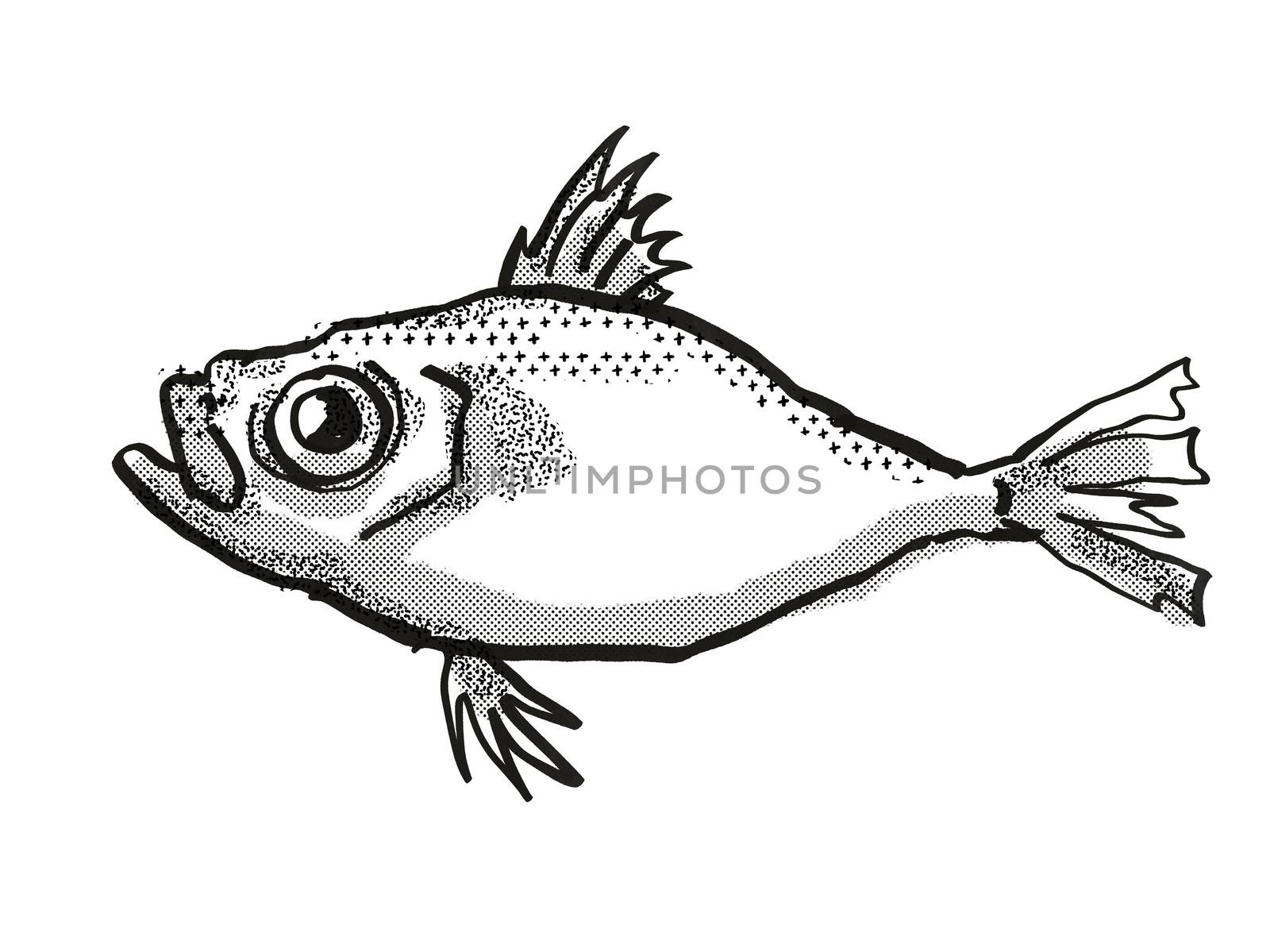 Retro cartoon style drawing of a Japanese Dory , a native Australian marine life species viewed from side on isolated white background done in black and white.