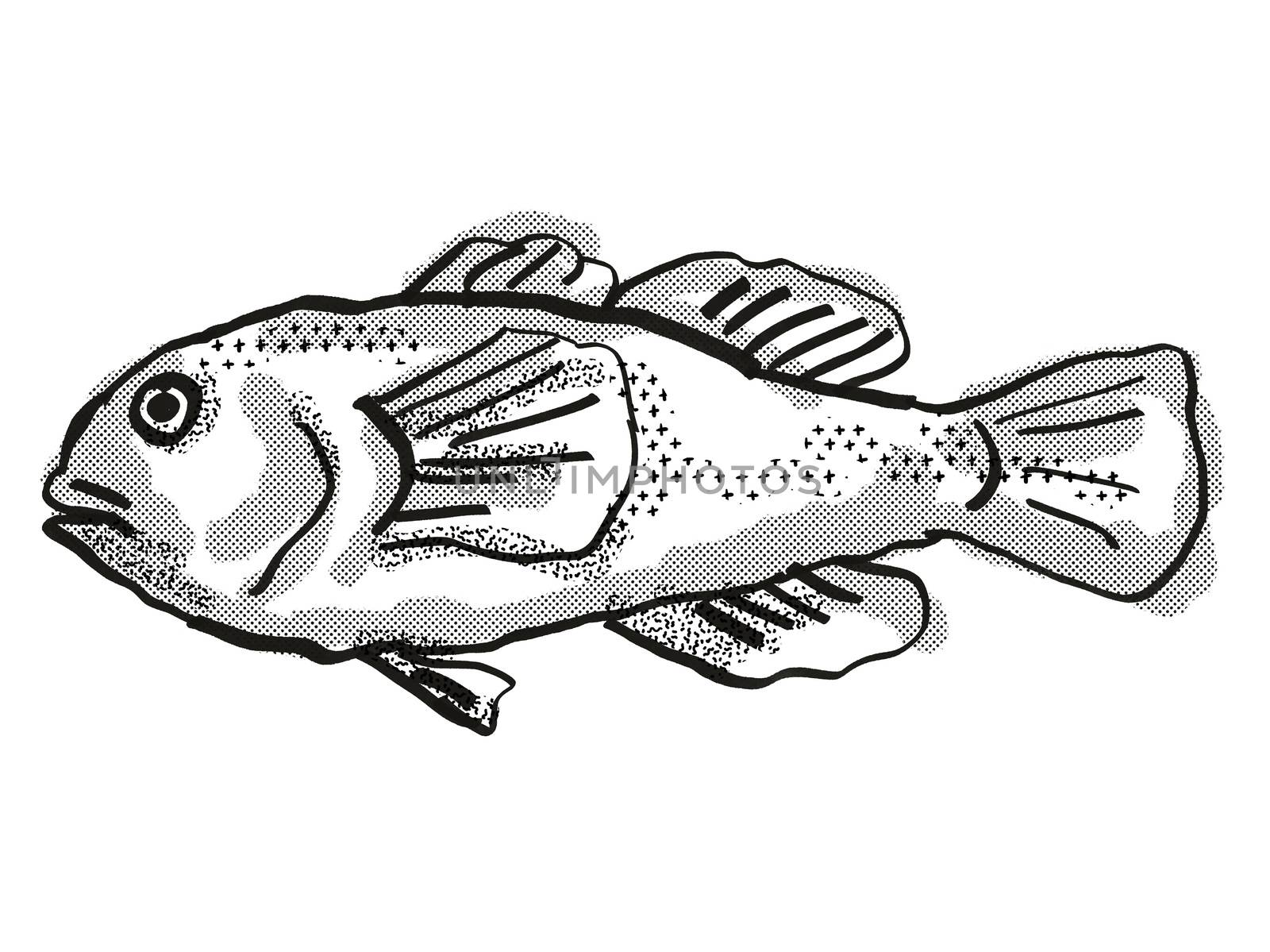 Retro cartoon style drawing of a Plain Coralgoby  , a native Australian marine life species viewed from side on isolated white background done in black and white.