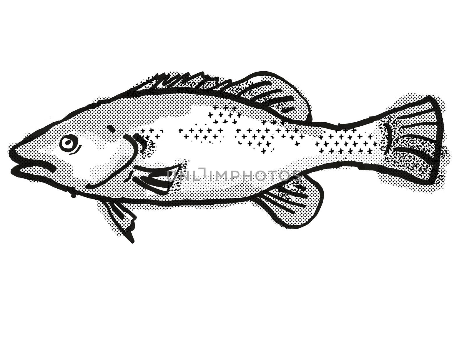 Trout Cod Australian Fish Cartoon Retro Drawing by patrimonio