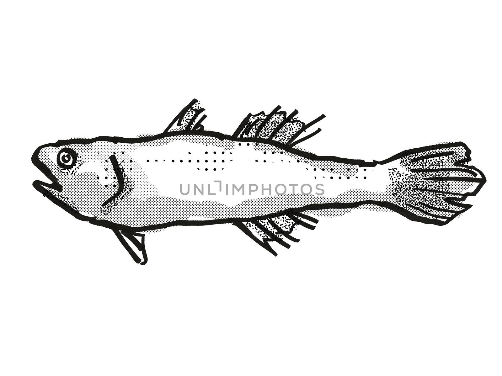 Retro cartoon style drawing of a Estuary Cardinalfish  , a native Australian marine life species viewed from side on isolated white background done in black and white.